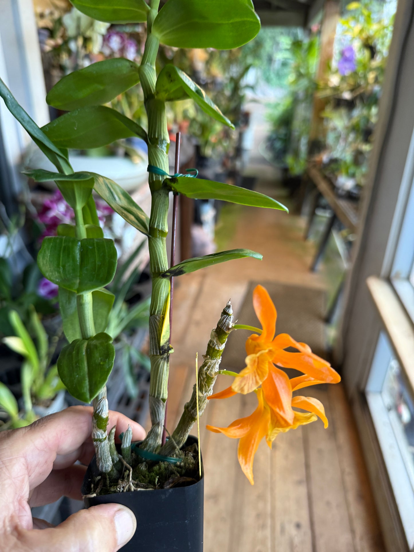 Den. Stardust ‘Firebird’ x unicum ‘Fireworks’