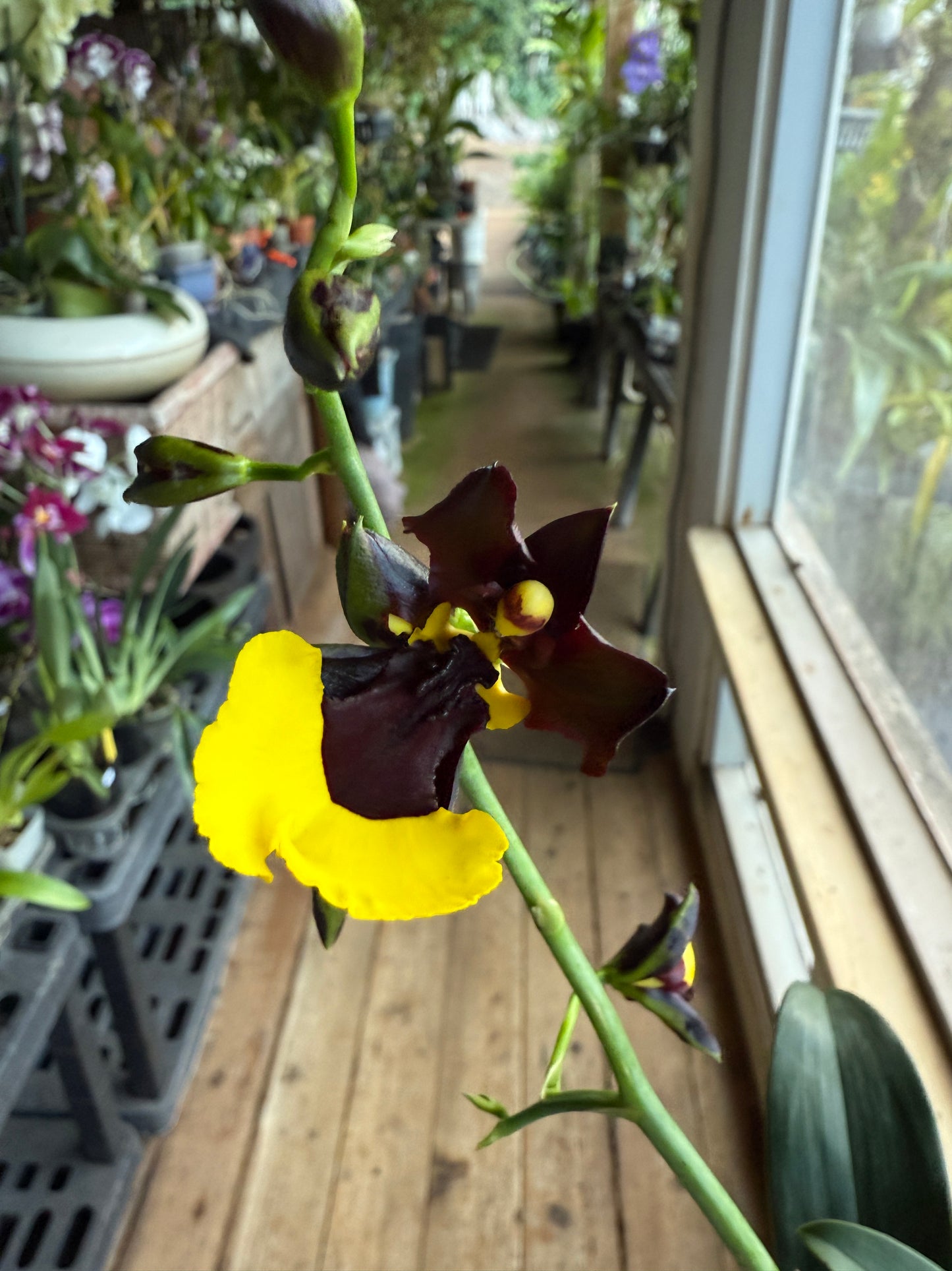 Gomesa Jiaho Queen 'Jia Ho' FCC/AOS Gm/Toga