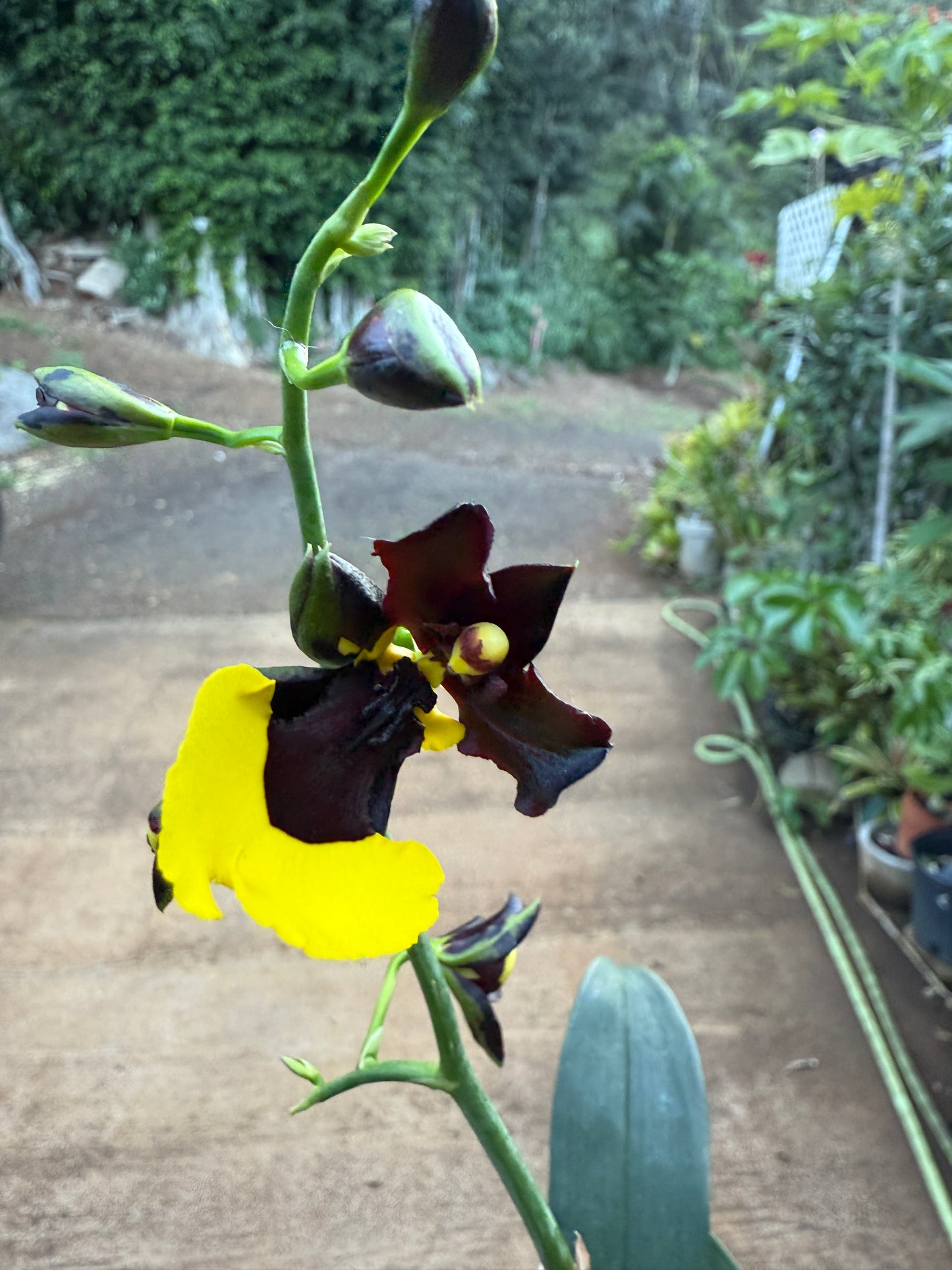 Gomesa Jiaho Queen 'Jia Ho' FCC/AOS Gm/Toga