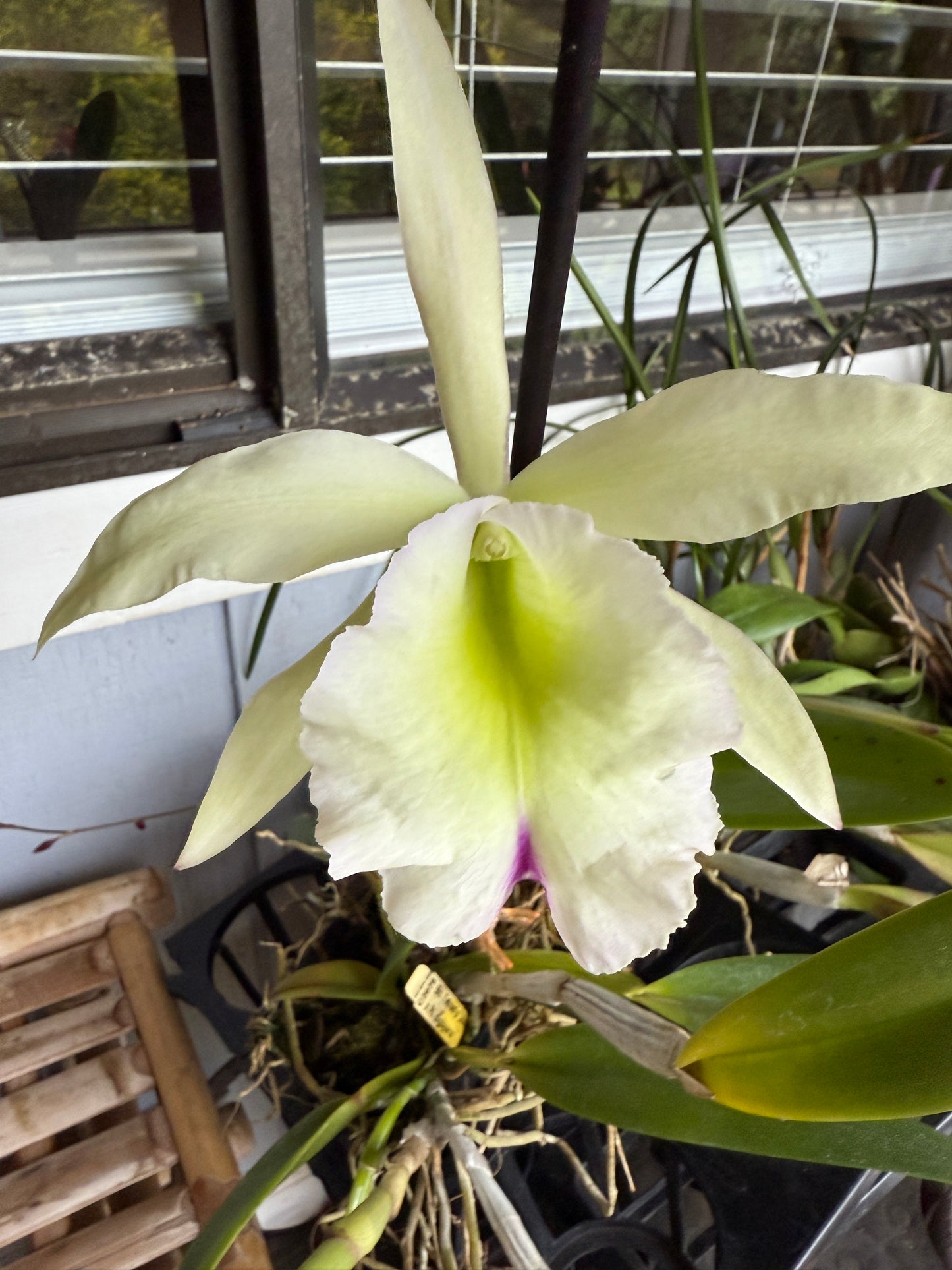 Bc.Tetradip 'Junko' x Rhyncolaelia Digbyana