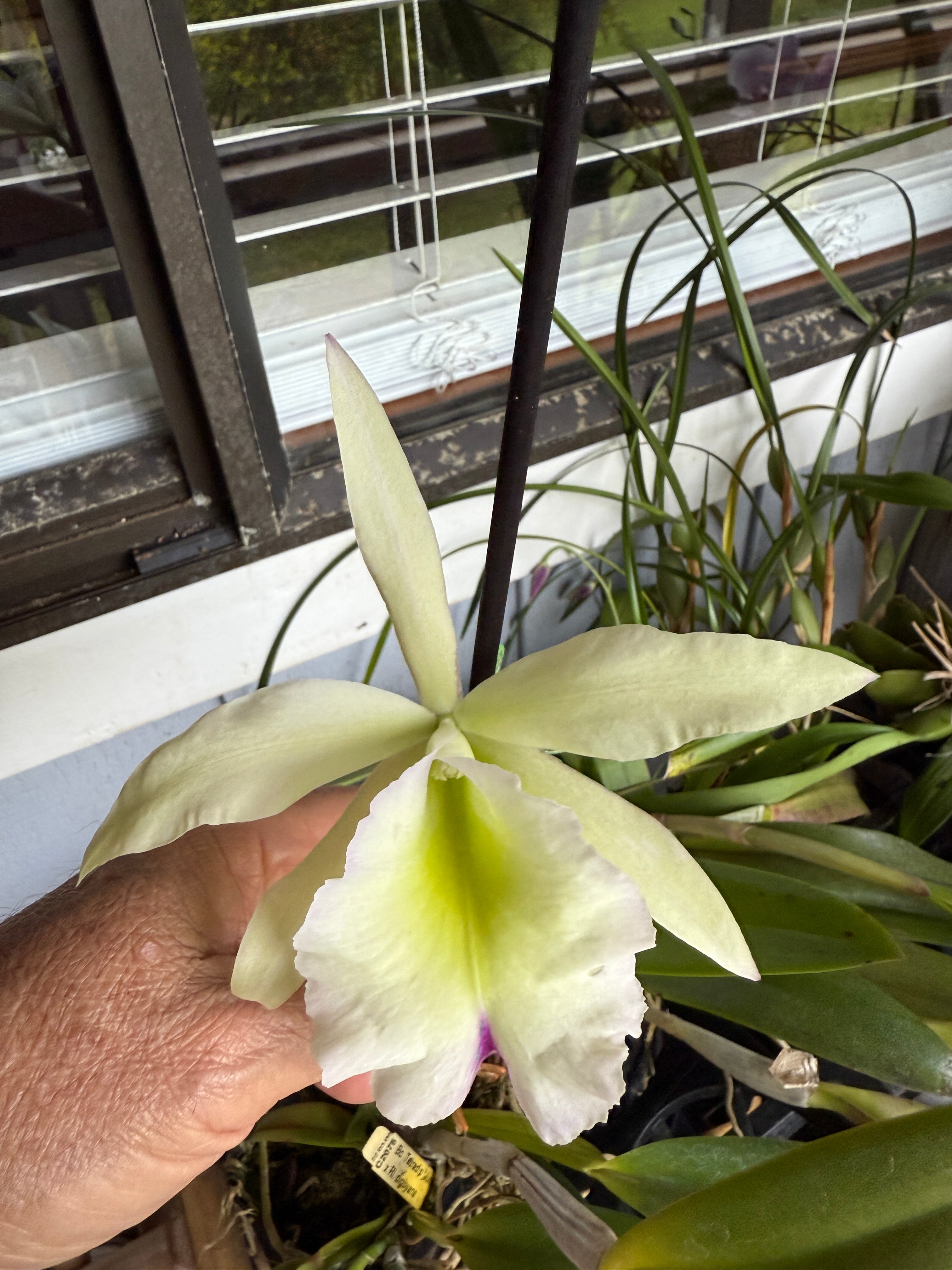 Bc.Tetradip 'Junko' x Rhyncolaelia Digbyana – Orchid Alley