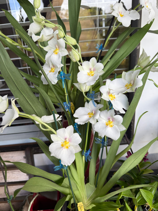Miltoniopsis Rene Komoda