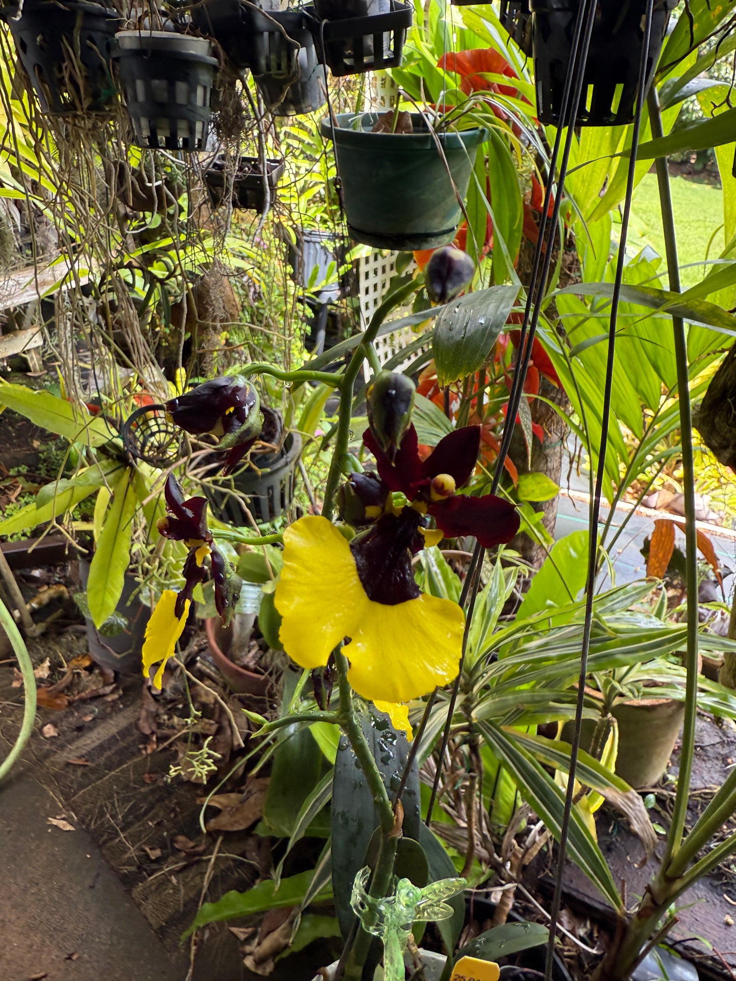 Gomesa Jiaho Queen 'Jia Ho' FCC/AOS Gm/Toga