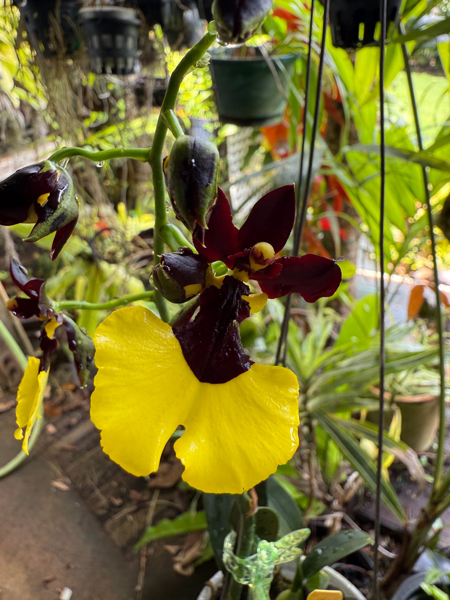 Gomesa Jiaho Queen 'Jia Ho' FCC/AOS Gm/Toga