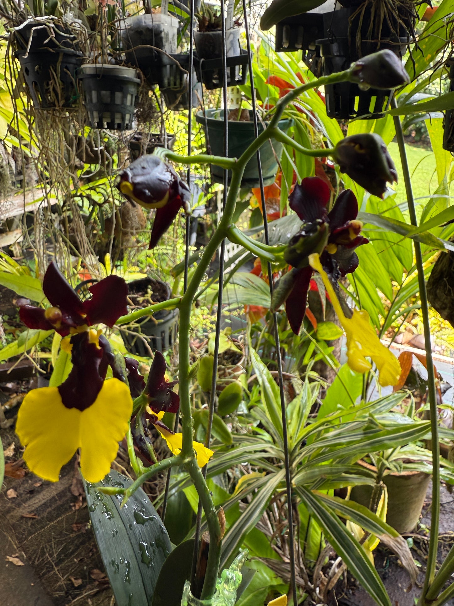 Gomesa Jiaho Queen 'Jia Ho' FCC/AOS Gm/Toga