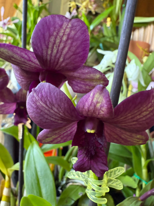 Den. Green - Purple Veins (New Hybrid!)