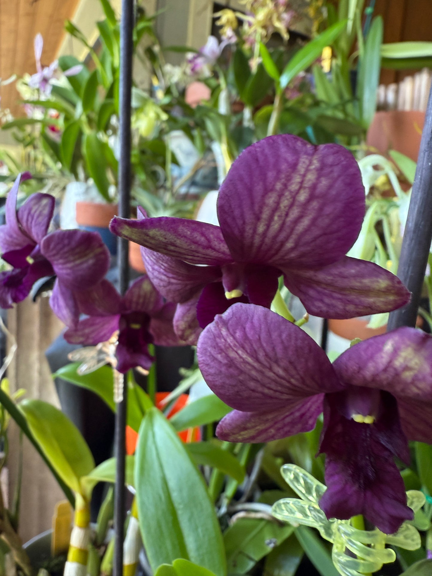 Den. Green - Purple Veins (New Hybrid!)