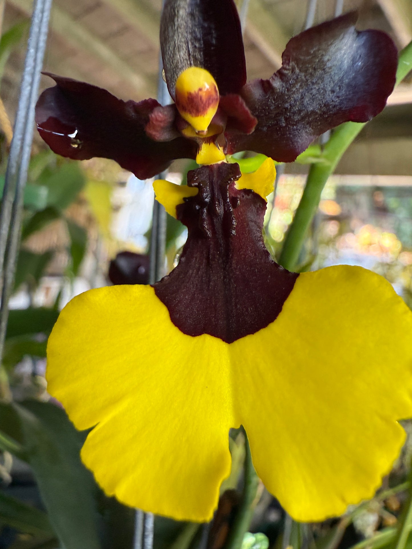 Gomesa Jiaho Queen 'Jia Ho' FCC/AOS Gm/Toga