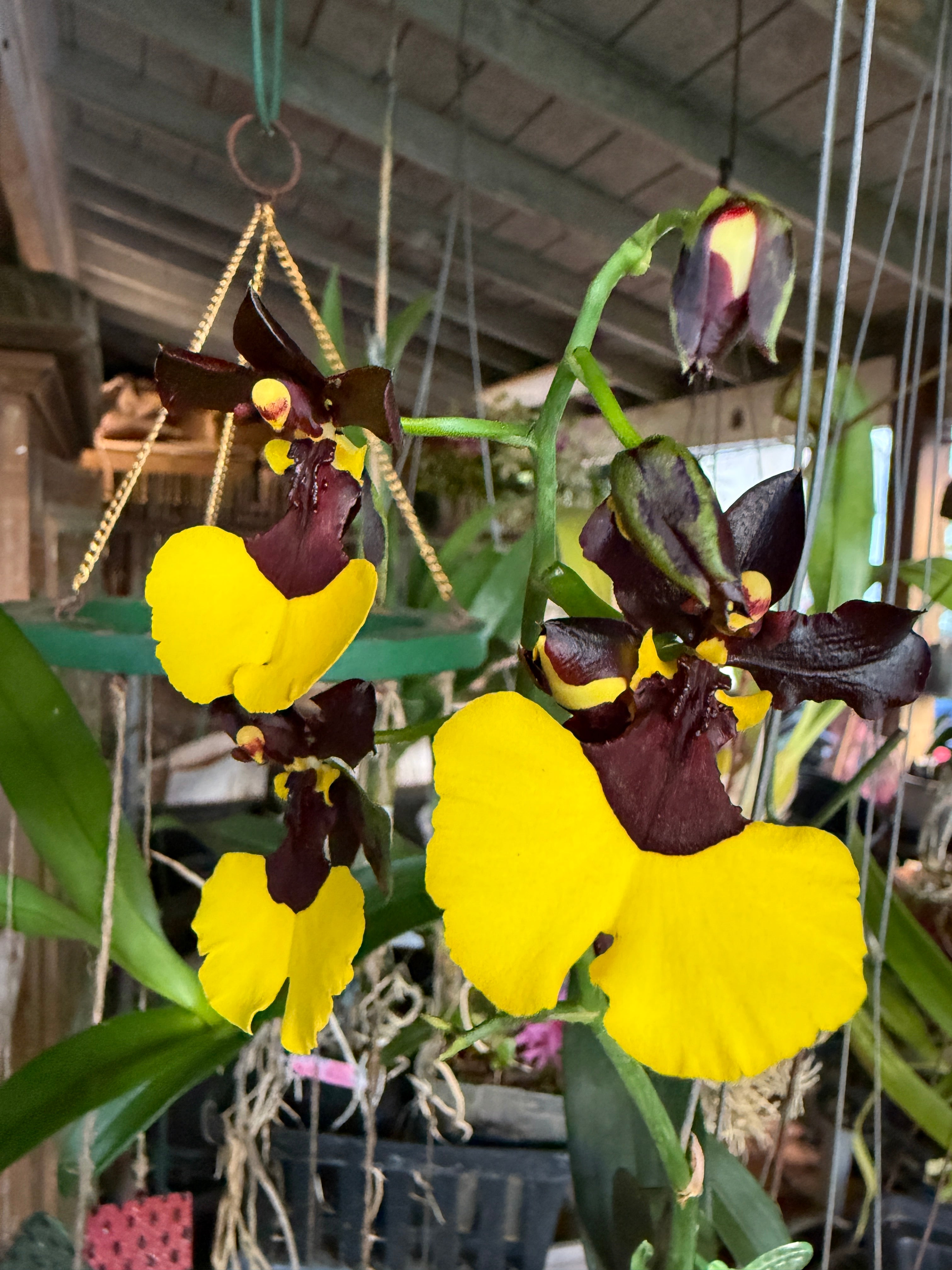 Gomesa Jiaho Queen 'Jia Ho' FCC/AOS Gm/Toga – Orchid Alley