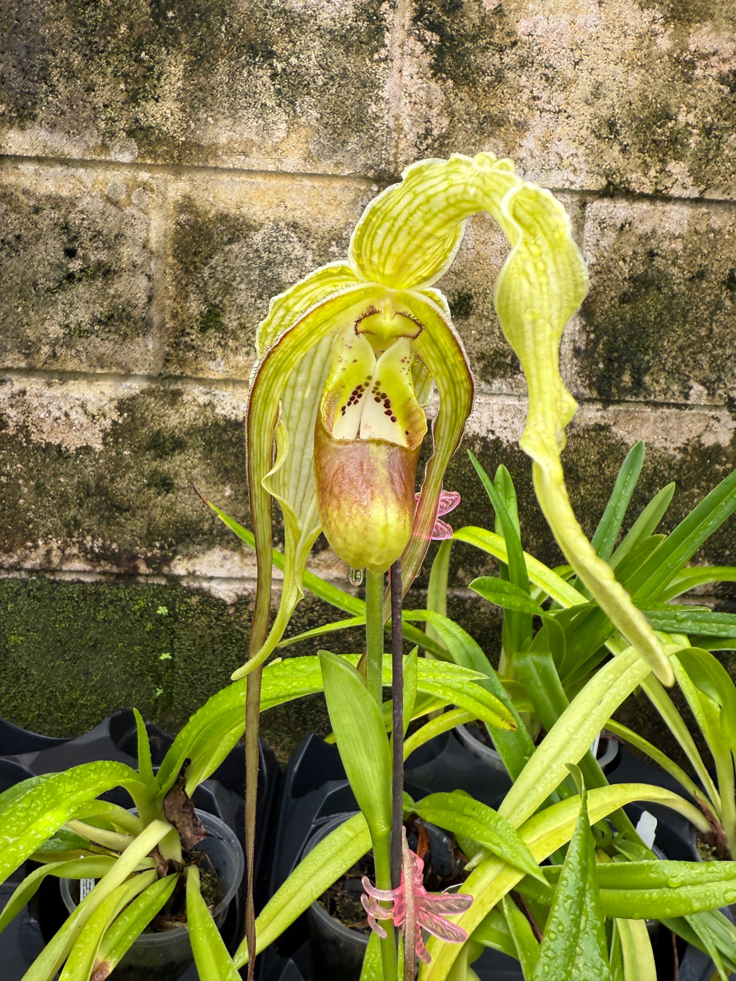Phrag. Giganteum, orchid, (caudatum x Grande Vista 4N)