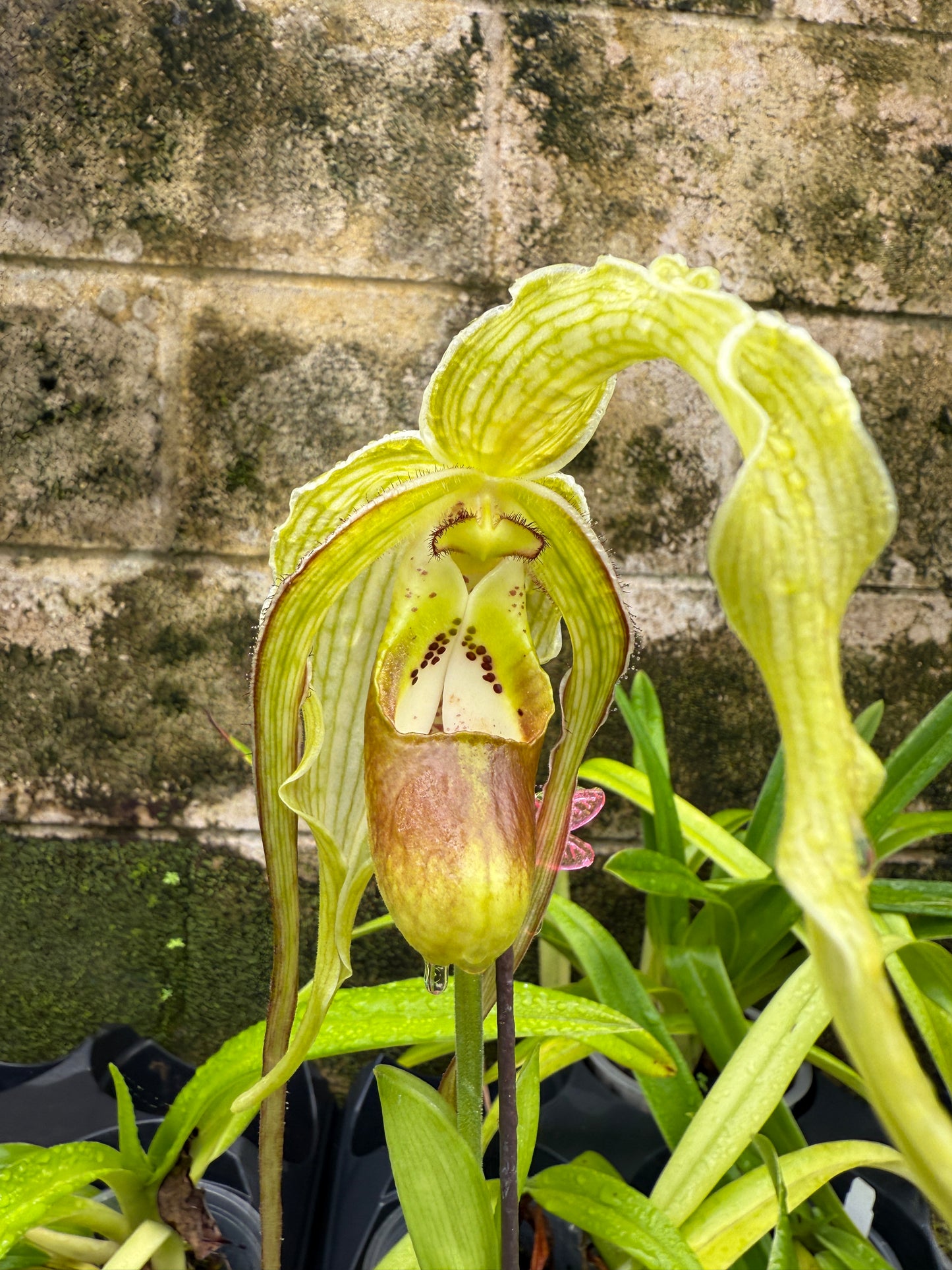 Phrag. Giganteum, orchid, (caudatum x Grande Vista 4N)
