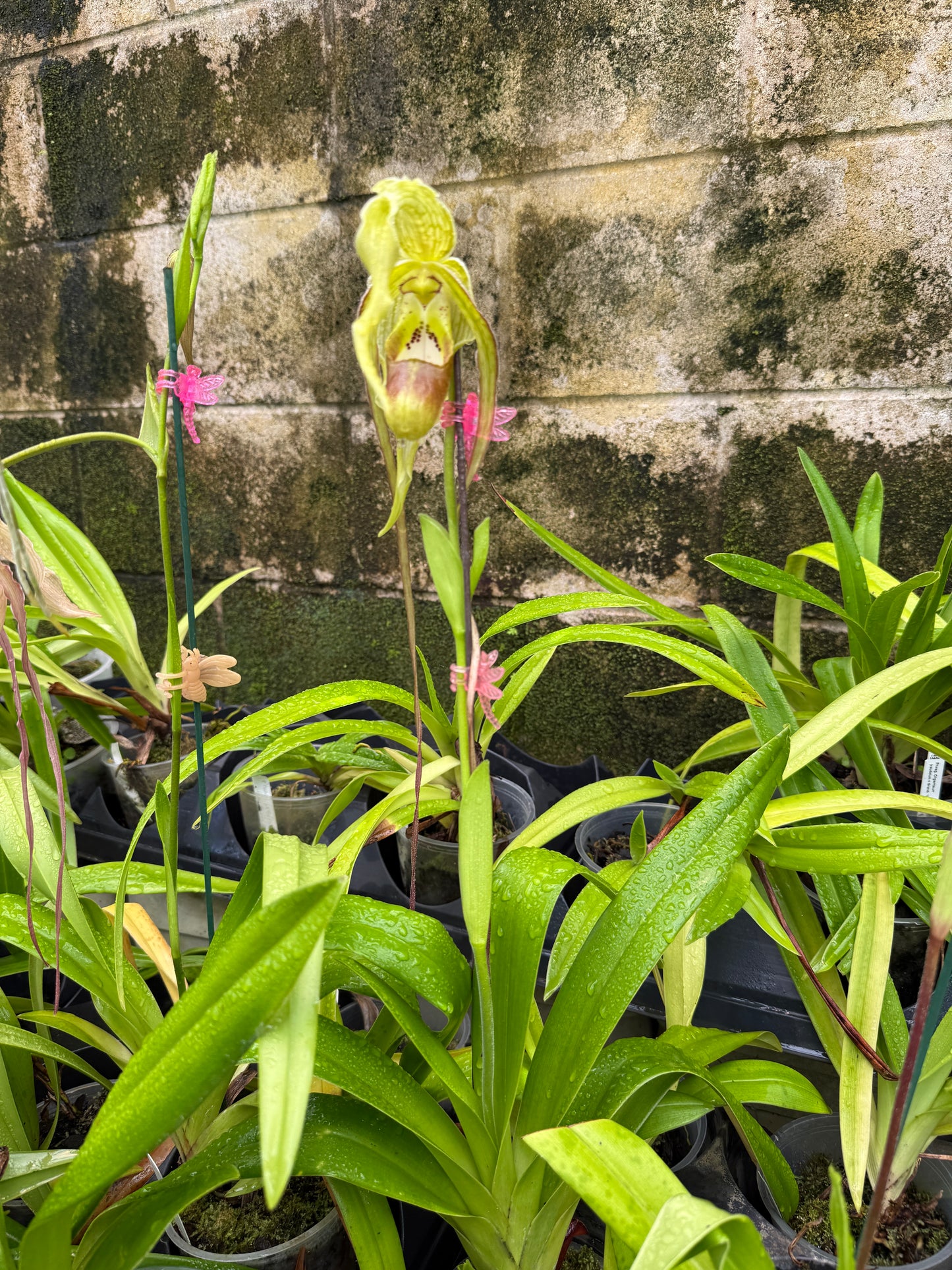 Phrag. Giganteum, orchid, (caudatum x Grande Vista 4N)