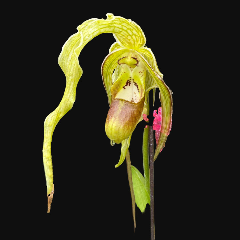 Phrag. Giganteum, orchid, (caudatum x Grande Vista 4N) – Orchid Alley