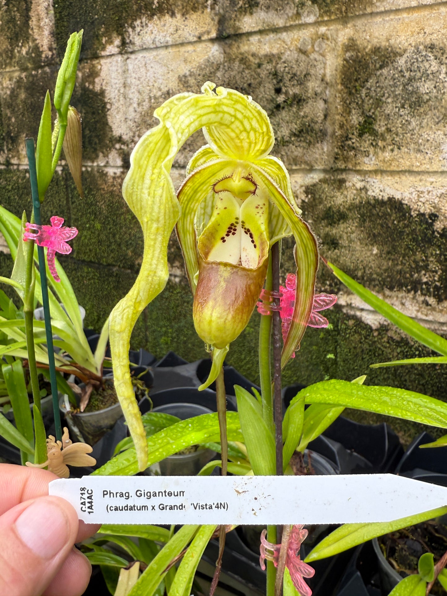 Phrag. Giganteum, orchid, (caudatum x Grande Vista 4N)