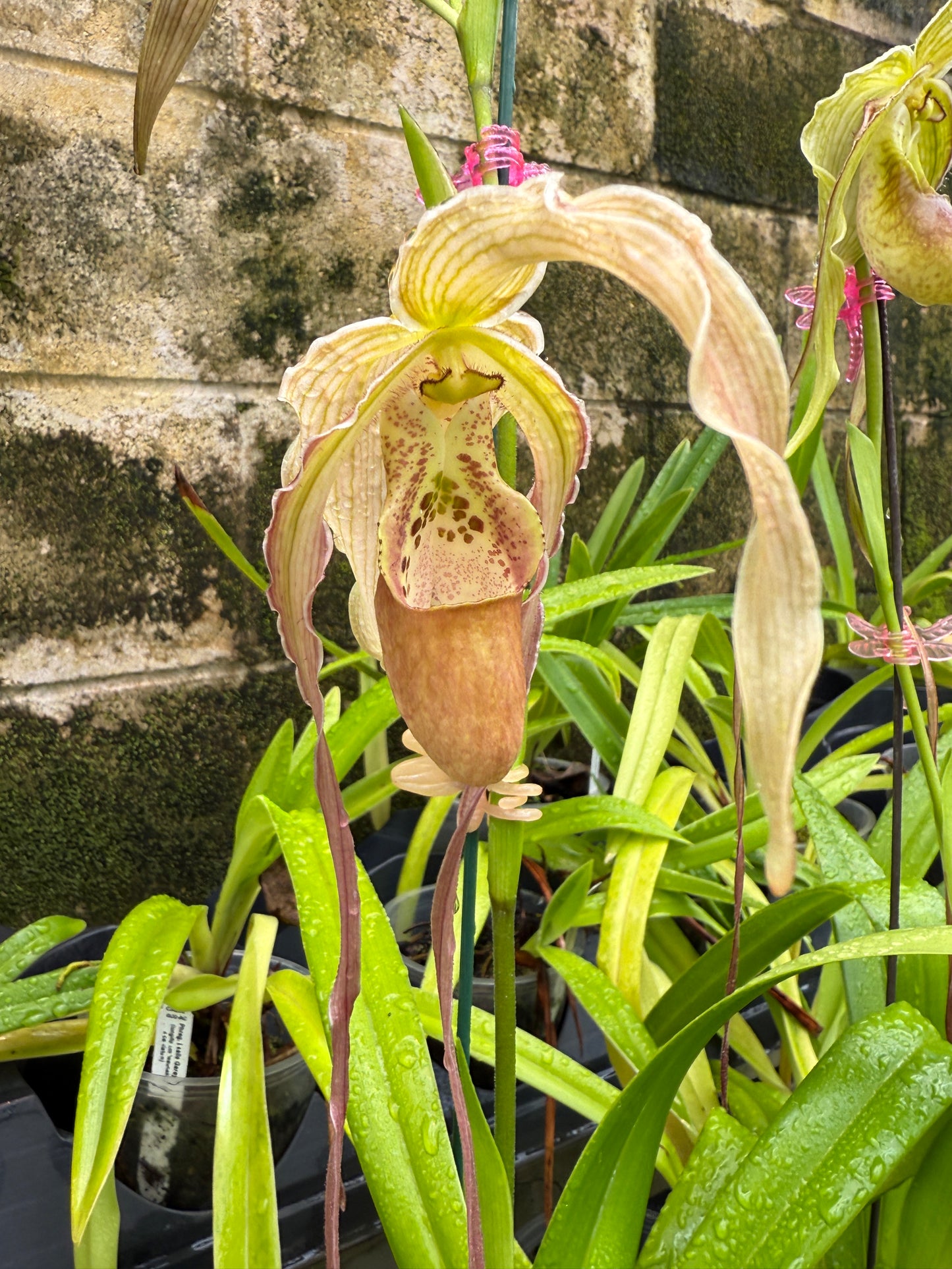 Phrag. Eugene Conroy, orchid