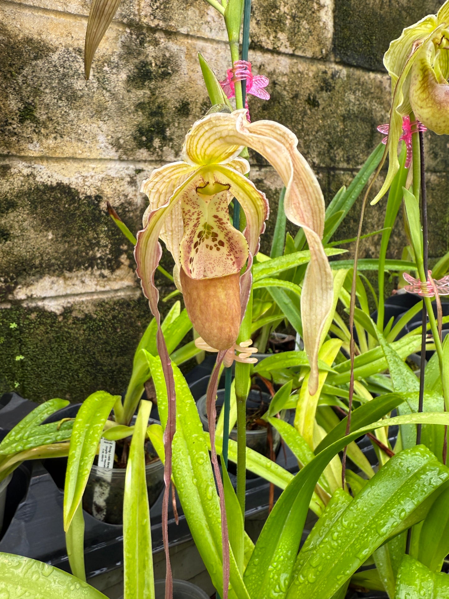 Phrag. Eugene Conroy, orchid