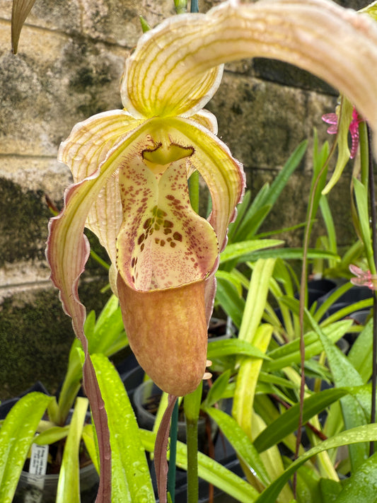 Phrag. Eugene Conroy, orchid