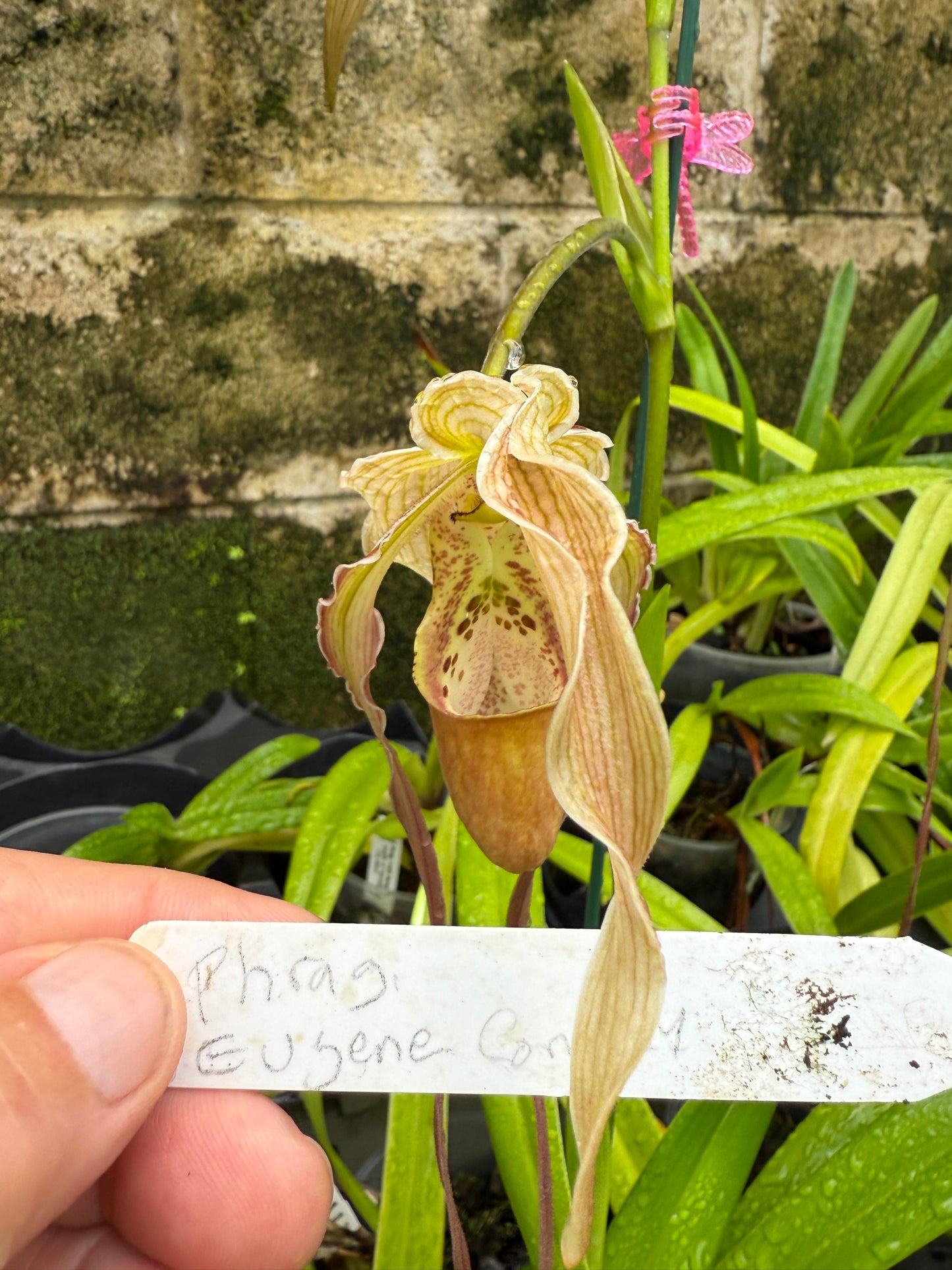 Phrag. Eugene Conroy, orchid