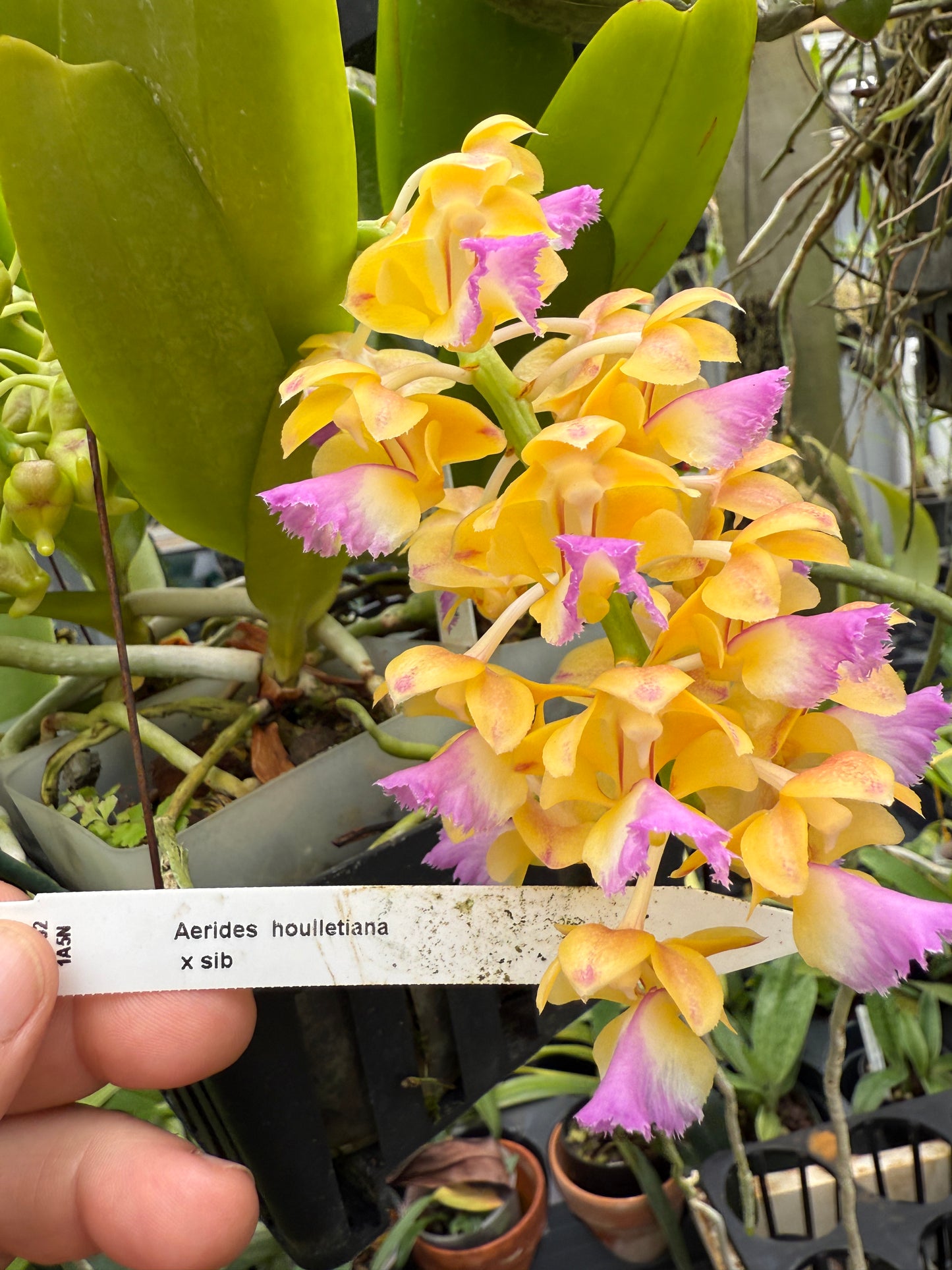 Aerides houlletiana