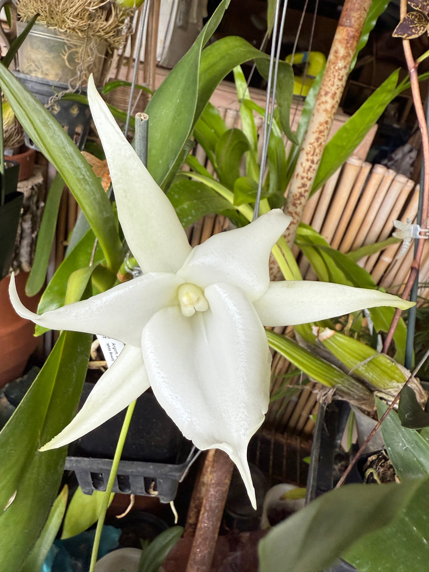 Angraecum Lemforde 'White Beauty' fragrant