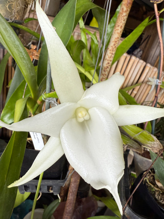 Angraecum Lemforde 'White Beauty' fragrant