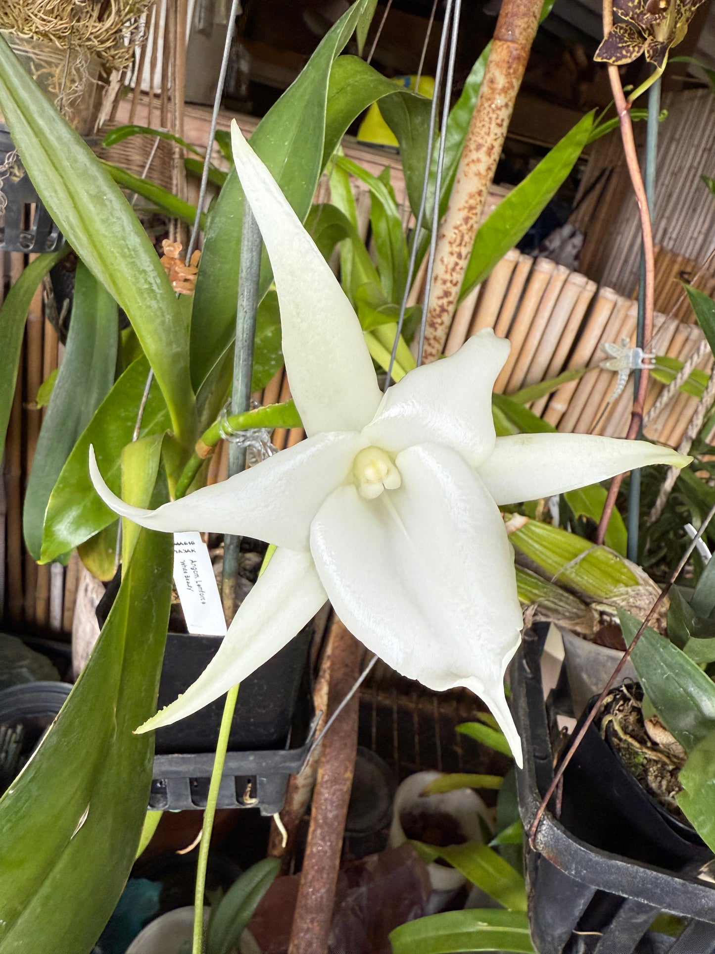 Angraecum Lemforde 'White Beauty' fragrant