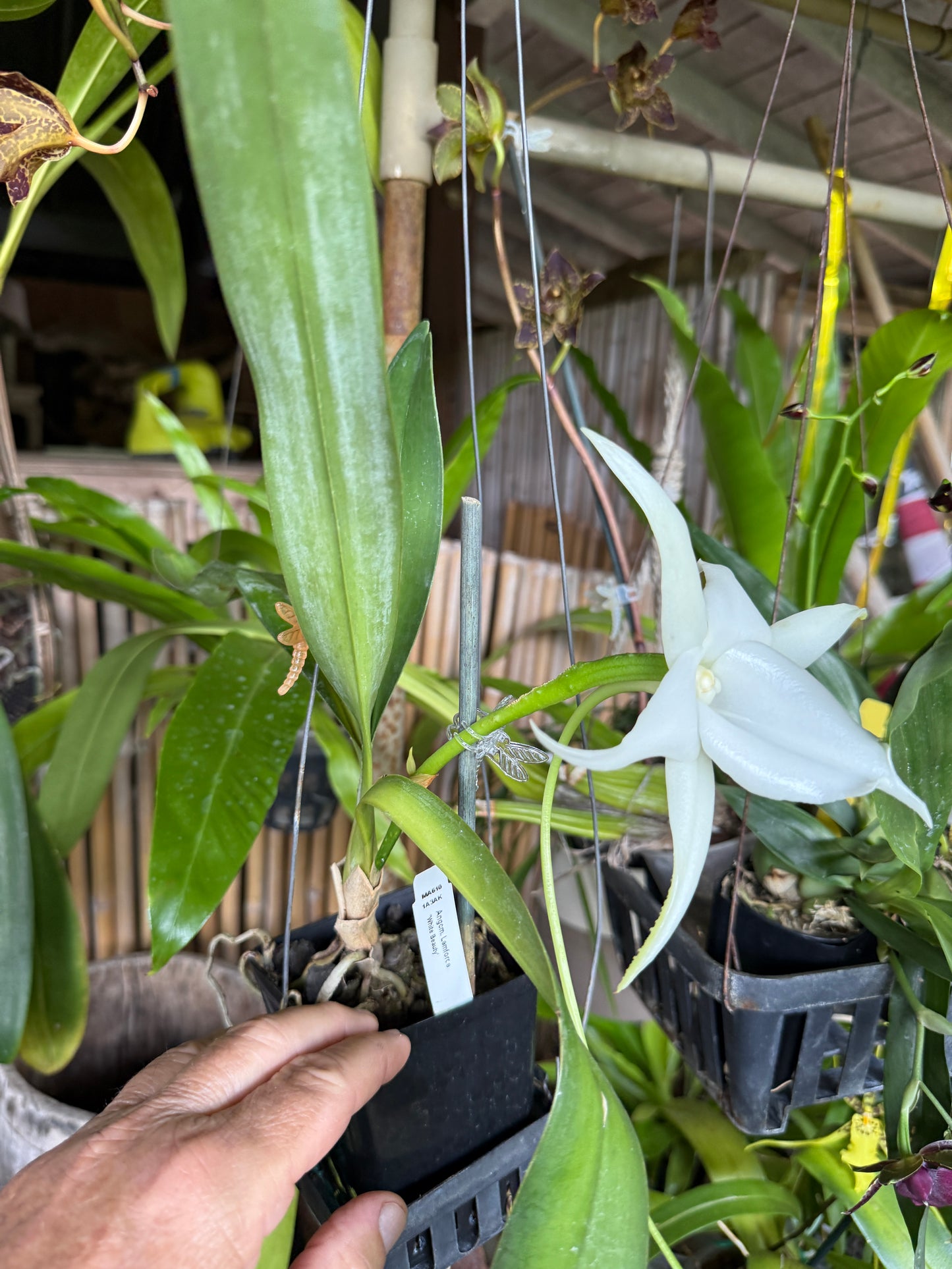 Angraecum Lemforde 'White Beauty' fragrant