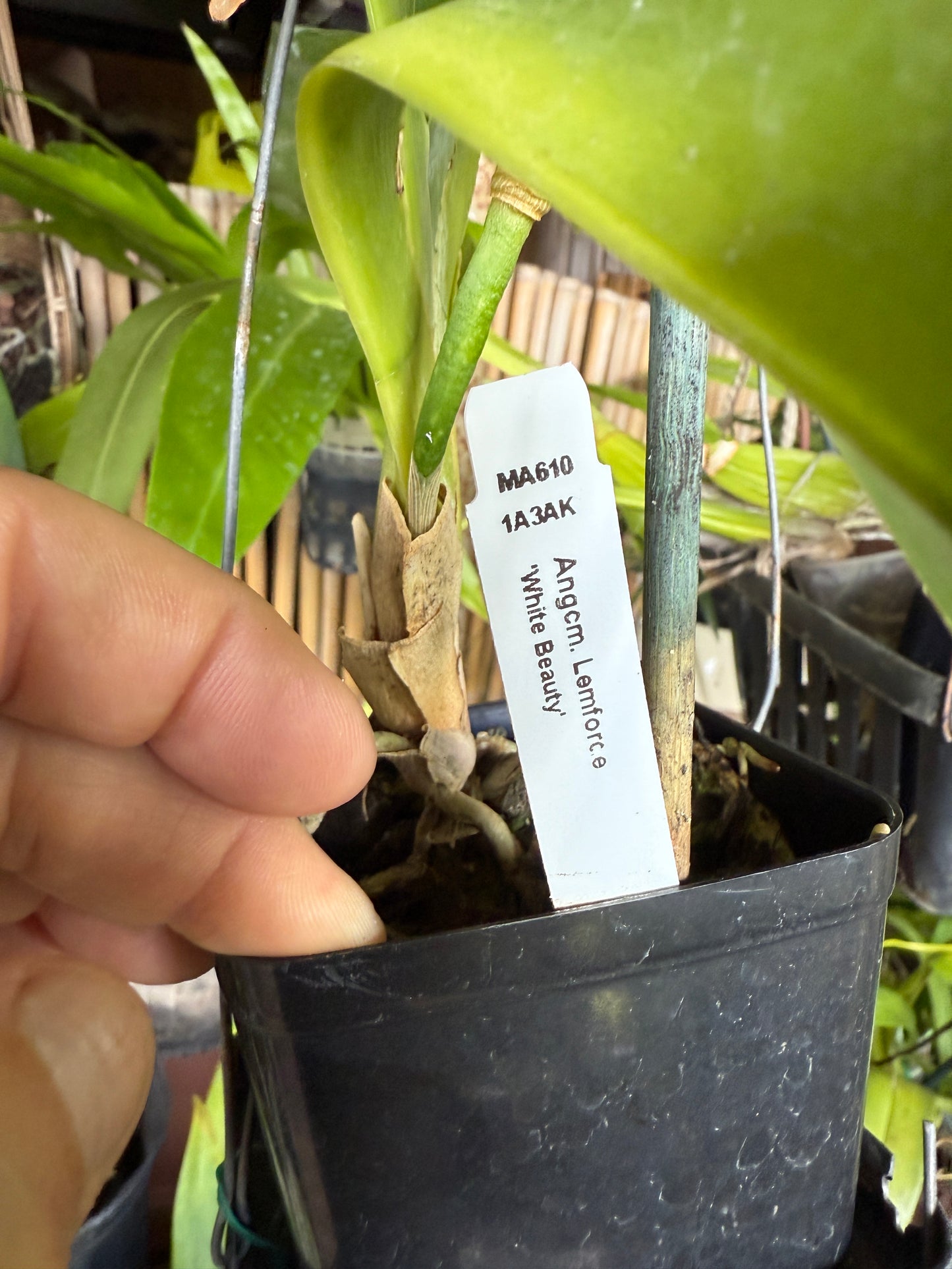 Angraecum Lemforde 'White Beauty' fragrant