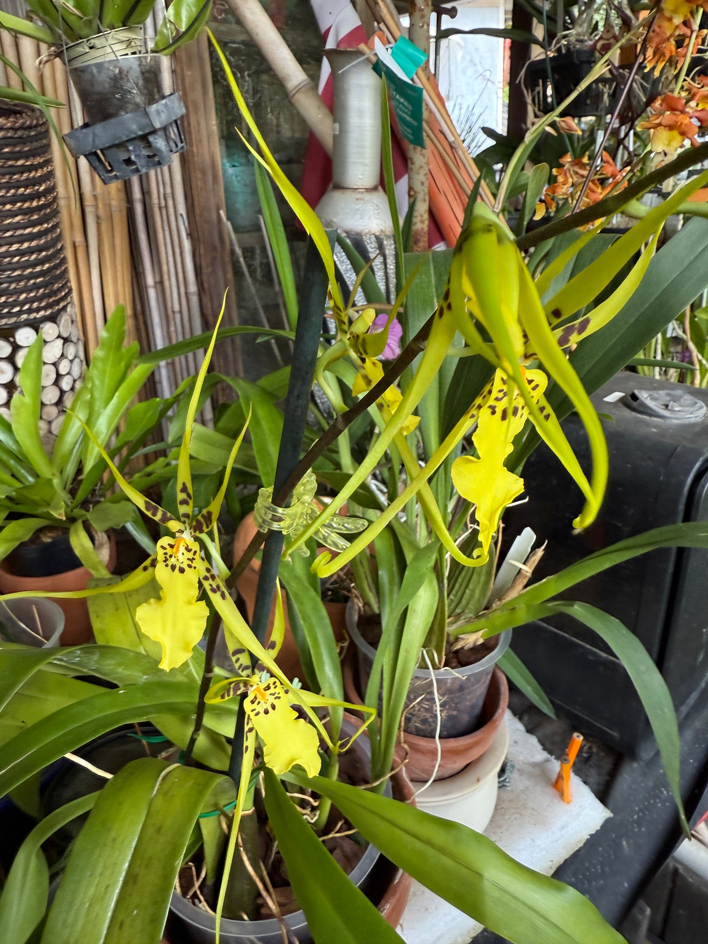 Brassidium Gilded Urchin 'Onterio'