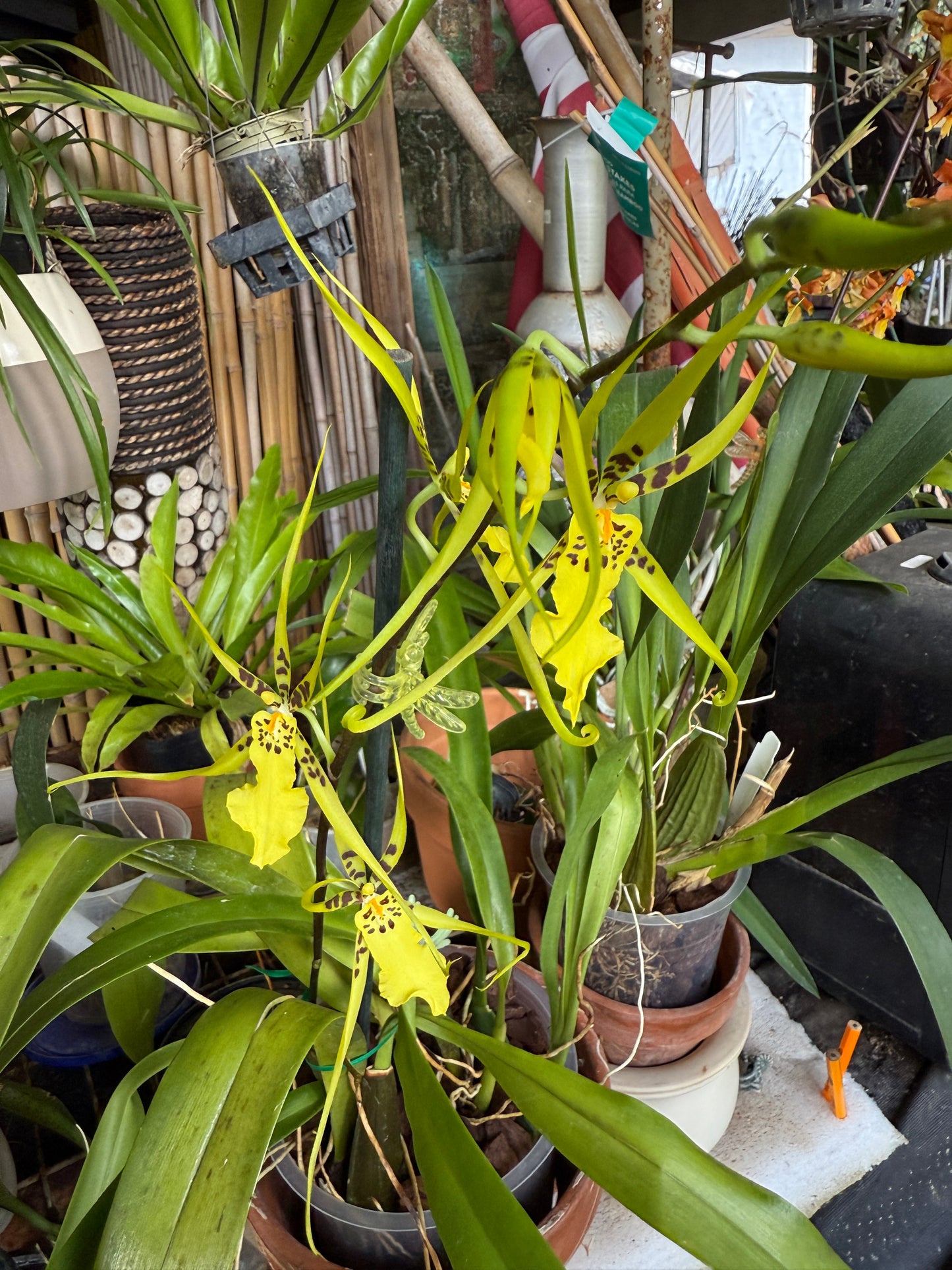 Brassidium Gilded Urchin 'Onterio'