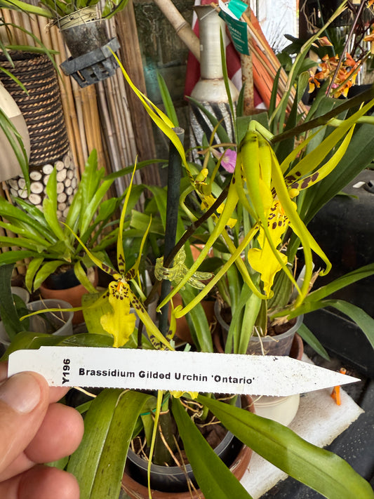 Brassidium Gilded Urchin 'Onterio'