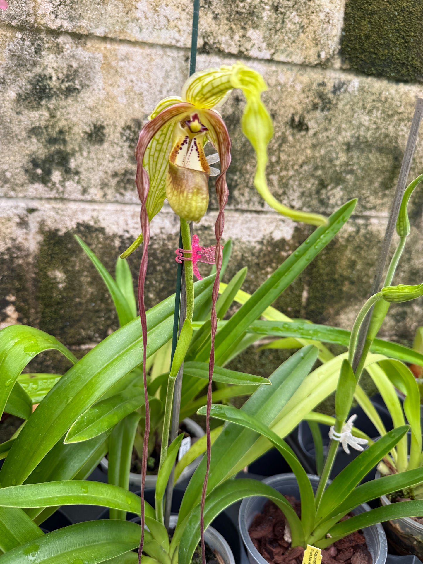 Phrag. Giganteum caudatum 'Barbara Ann x self'