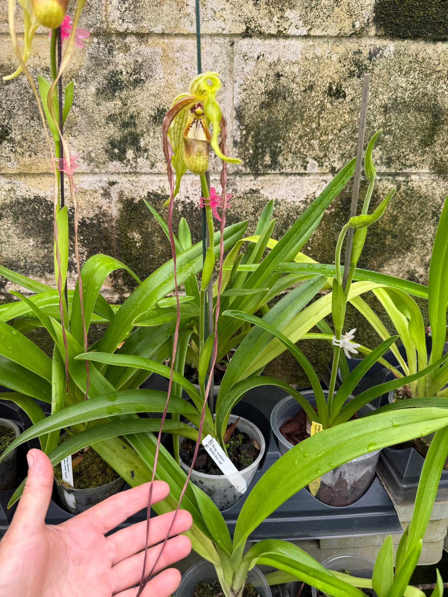 Phrag. Giganteum caudatum 'Barbara Ann x self'