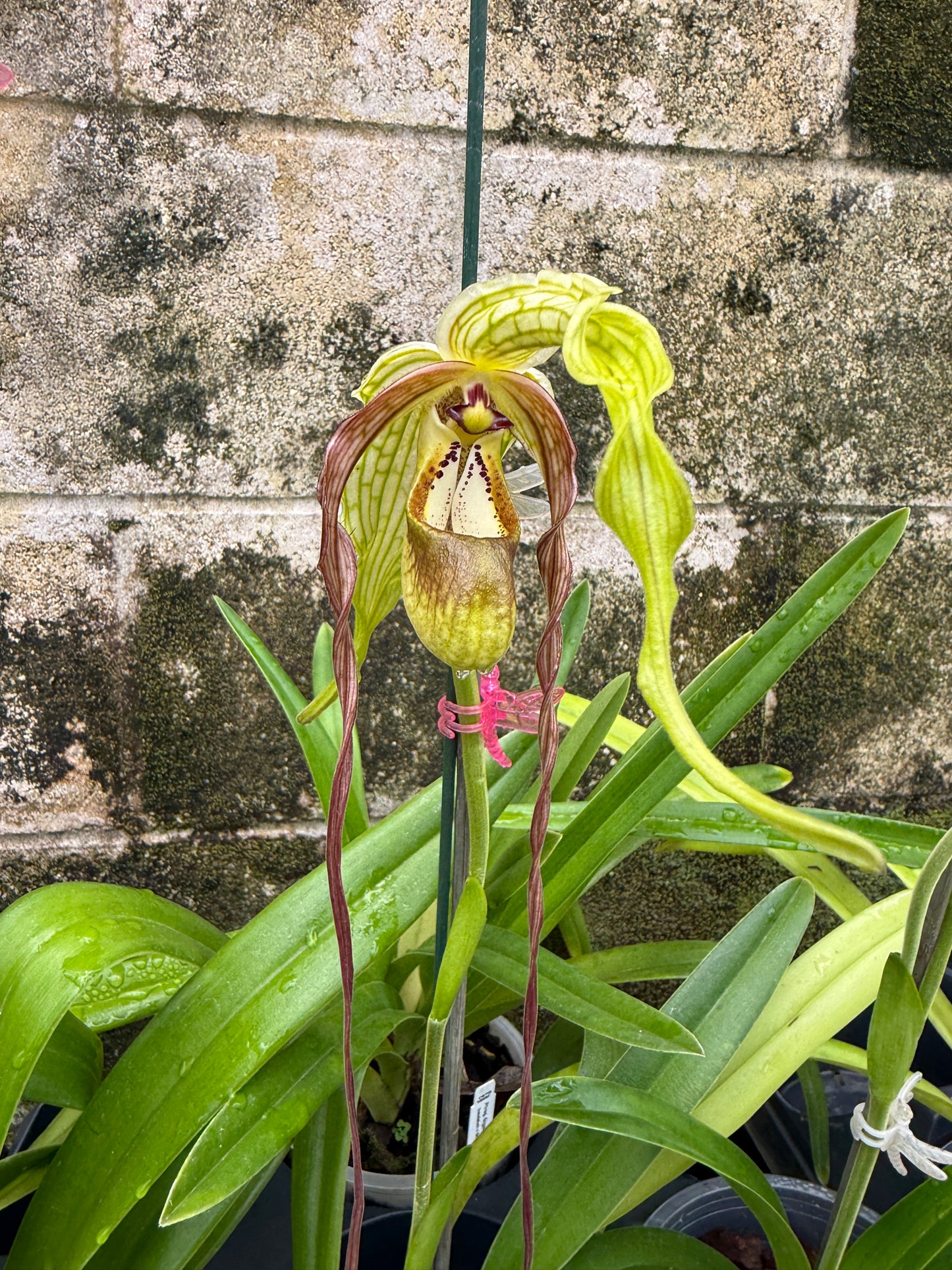 Phrag. Giganteum caudatum 'Barbara Ann x self'