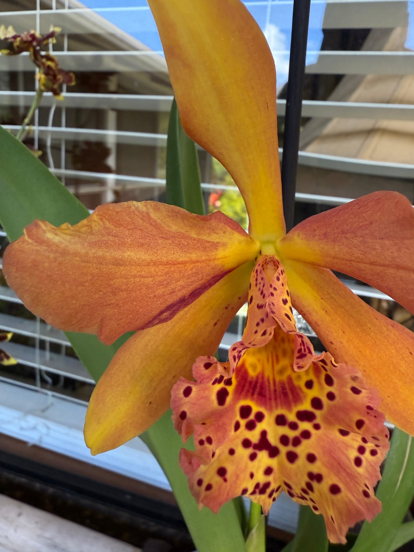 Rby. Copper Queen 'H&R'