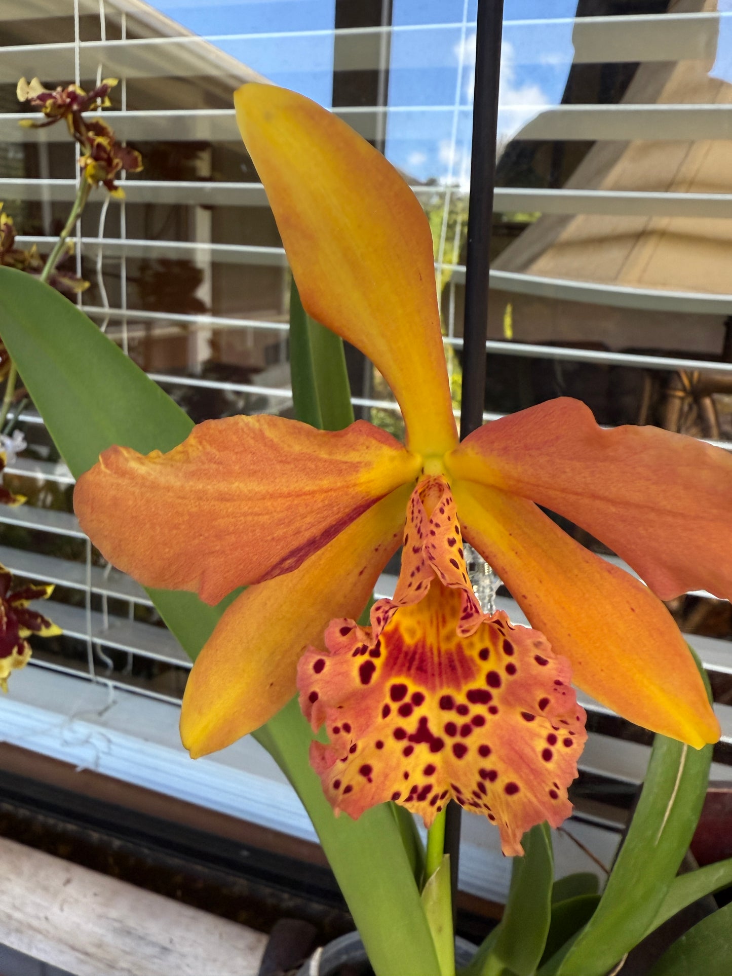 Rby. Copper Queen 'H&R'