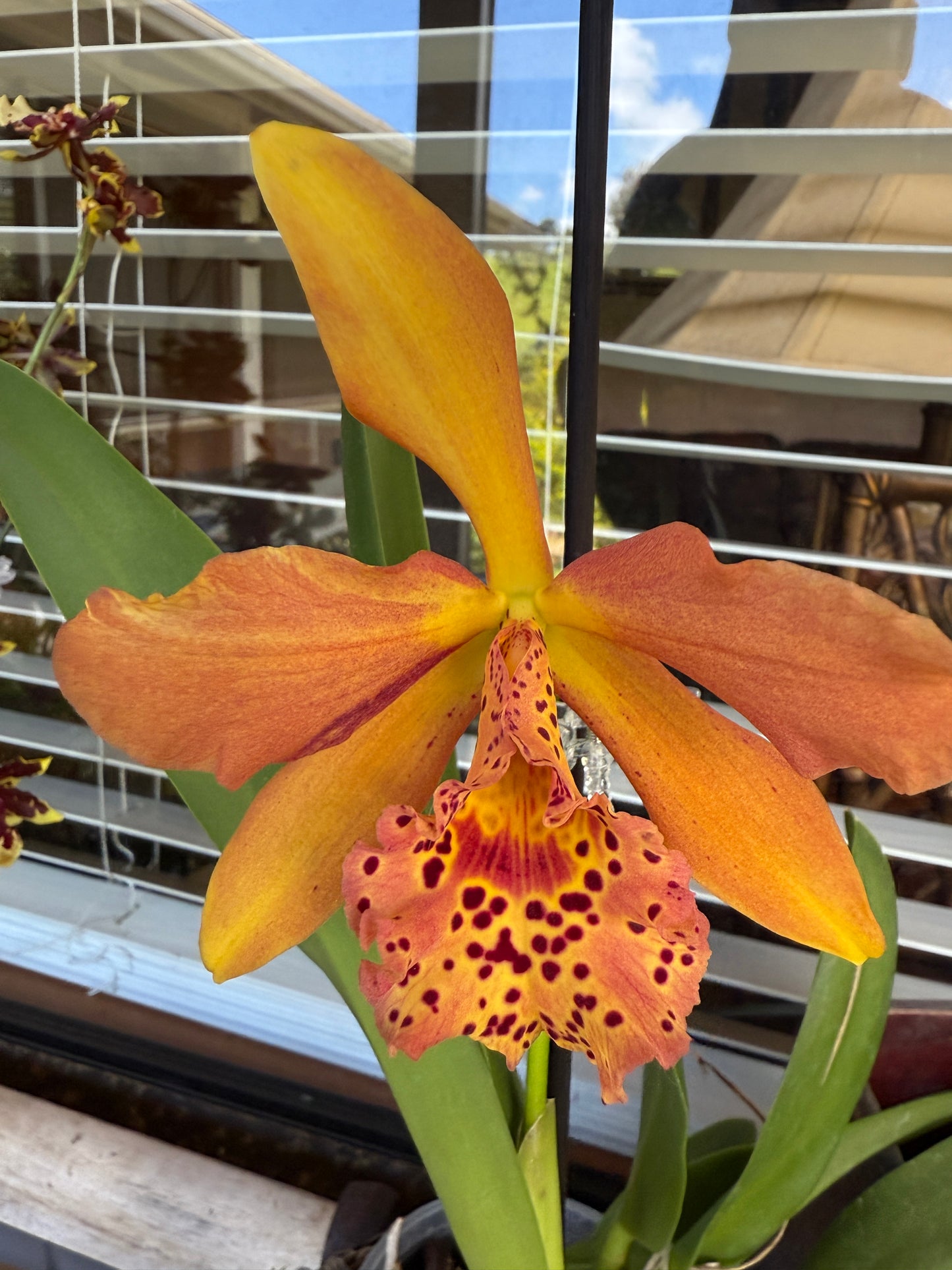 Rby. Copper Queen 'H&R'