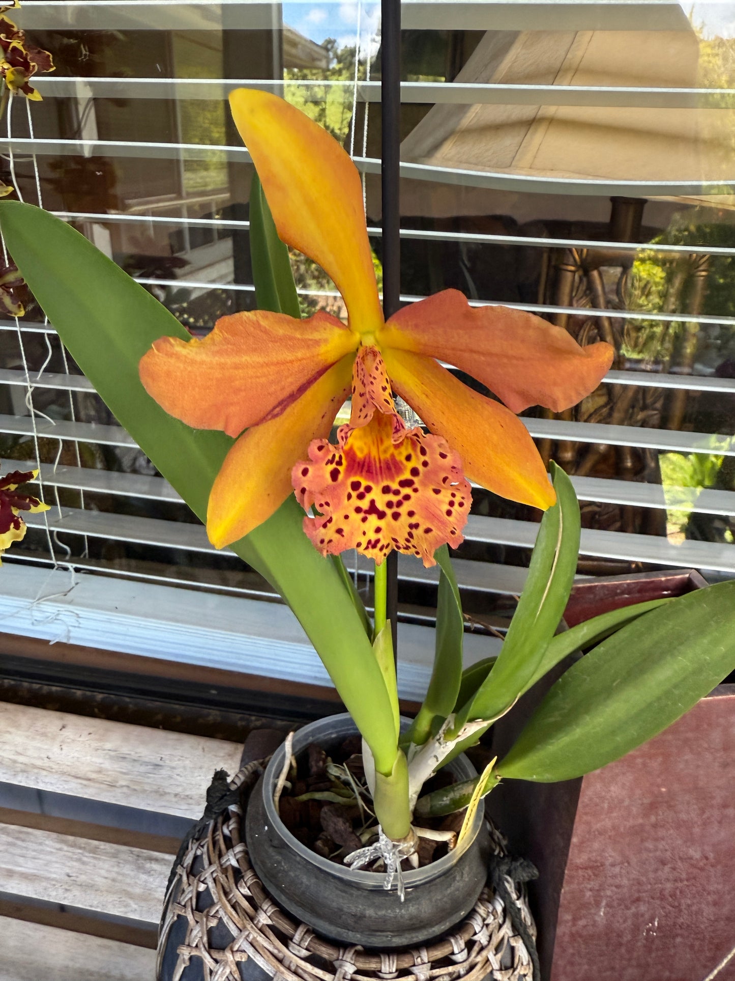 Rby. Copper Queen 'H&R'