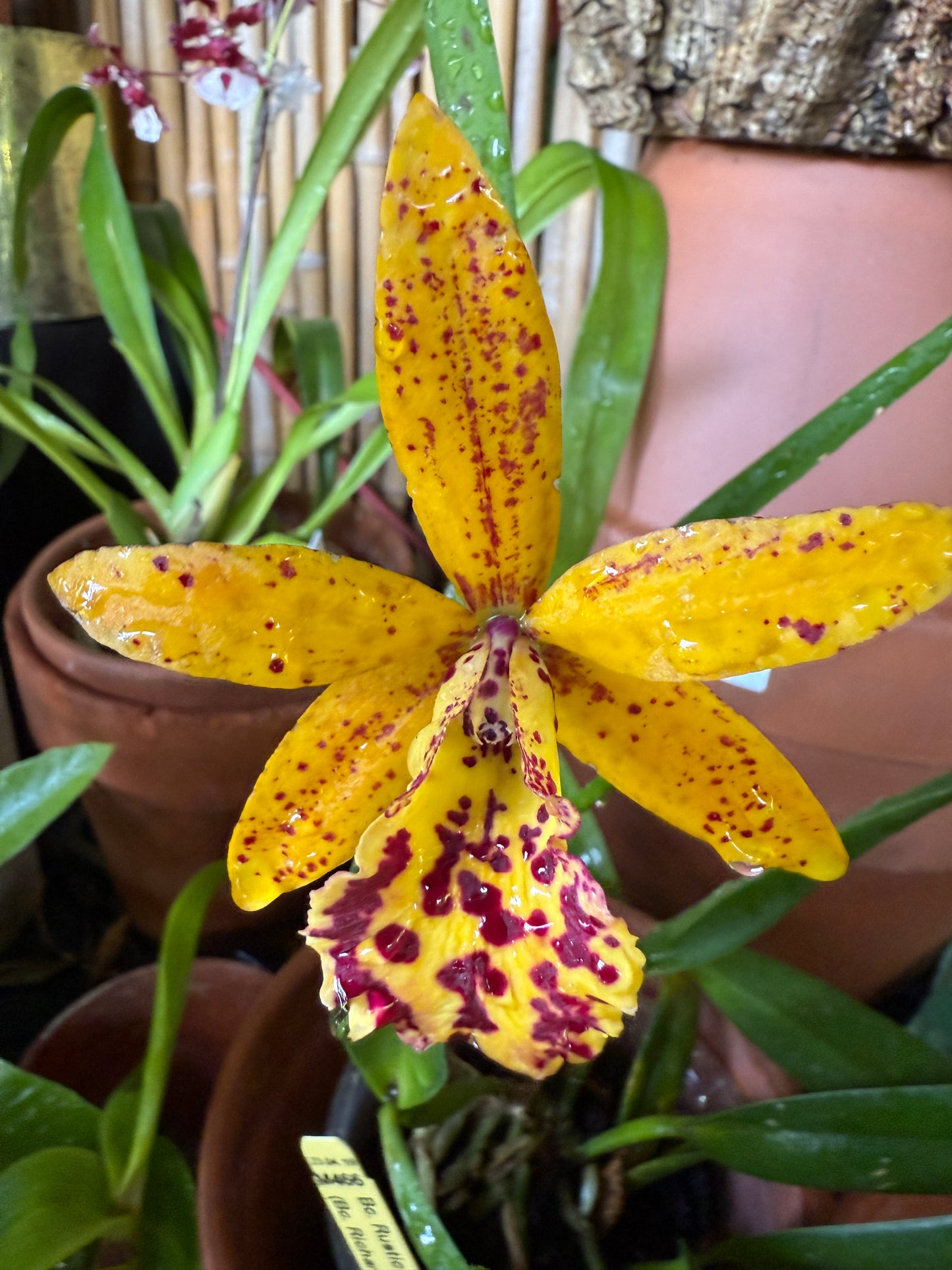 BC. Rustic Spots 'H&R' (Bc. Richard Mueller x C. Landate)