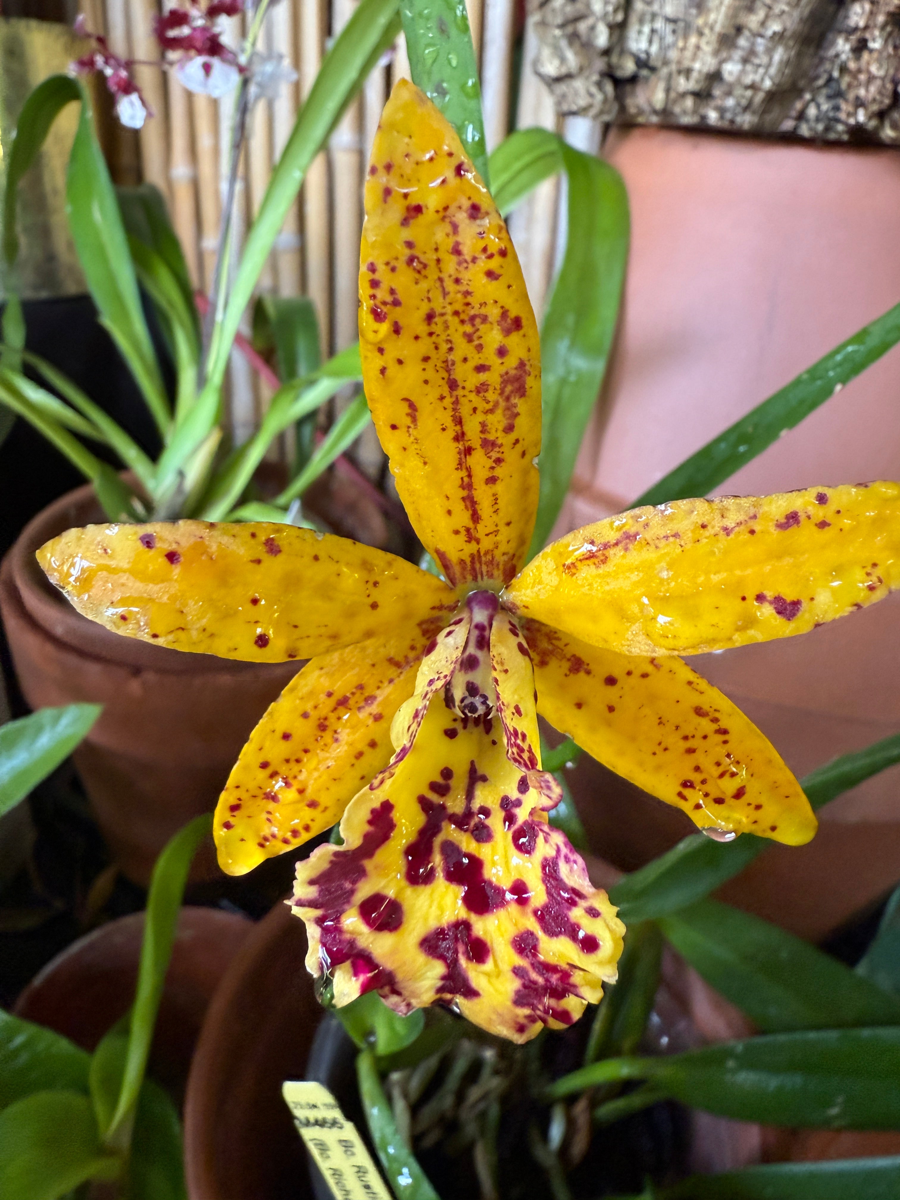BC. Rustic Spots 'H&R' (Bc. Richard Mueller x C. Landate) – Orchid