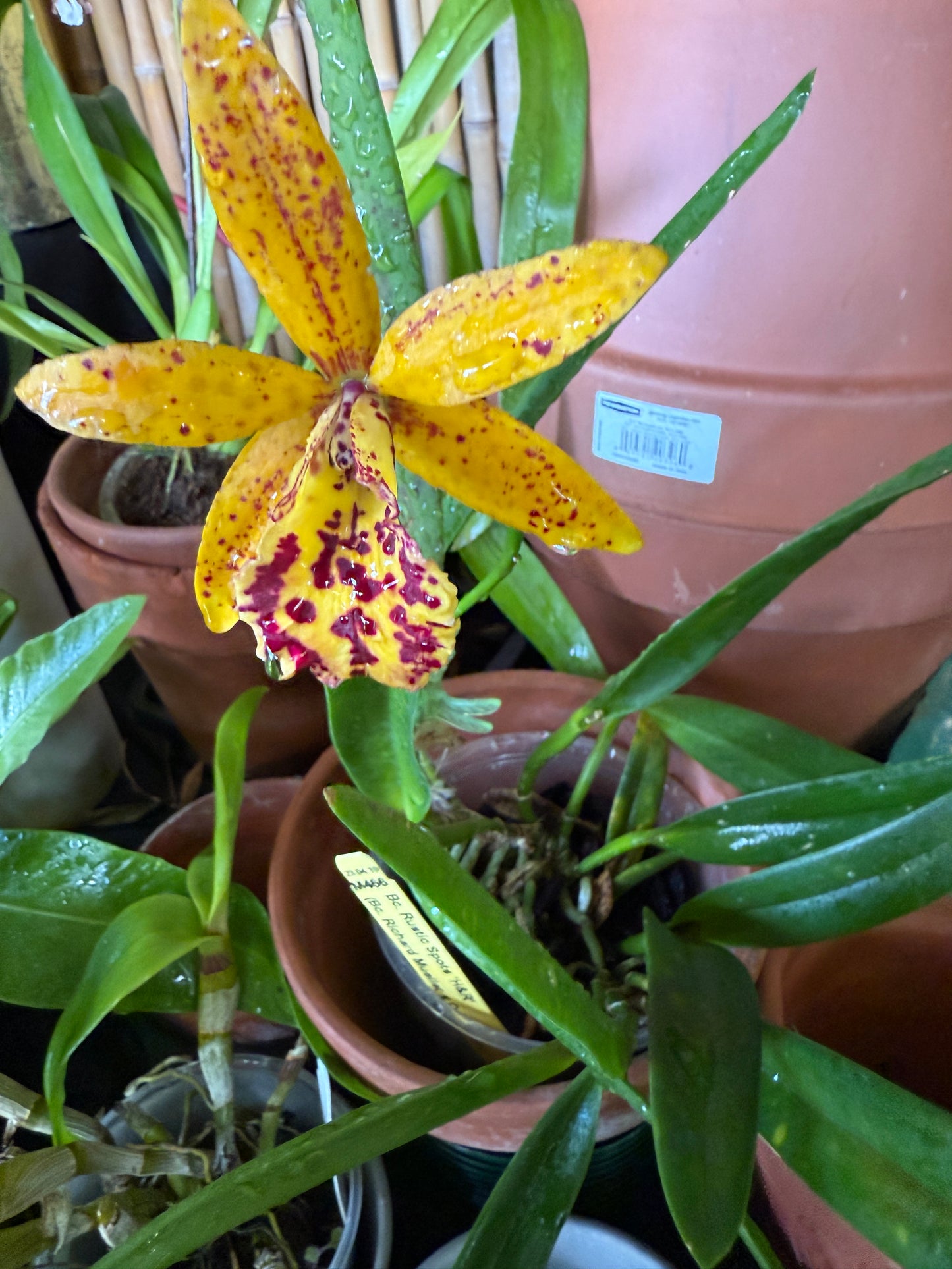 BC. Rustic Spots 'H&R' (Bc. Richard Mueller x C. Landate)
