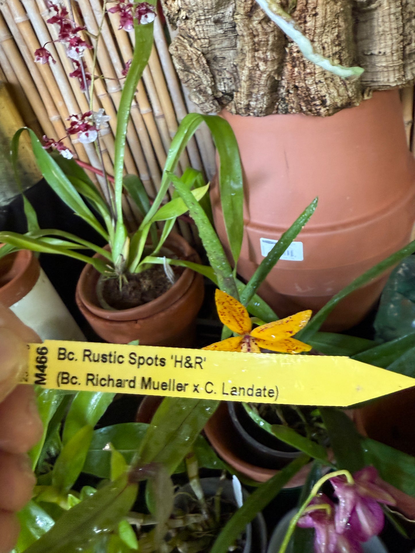 BC. Rustic Spots 'H&R' (Bc. Richard Mueller x C. Landate)