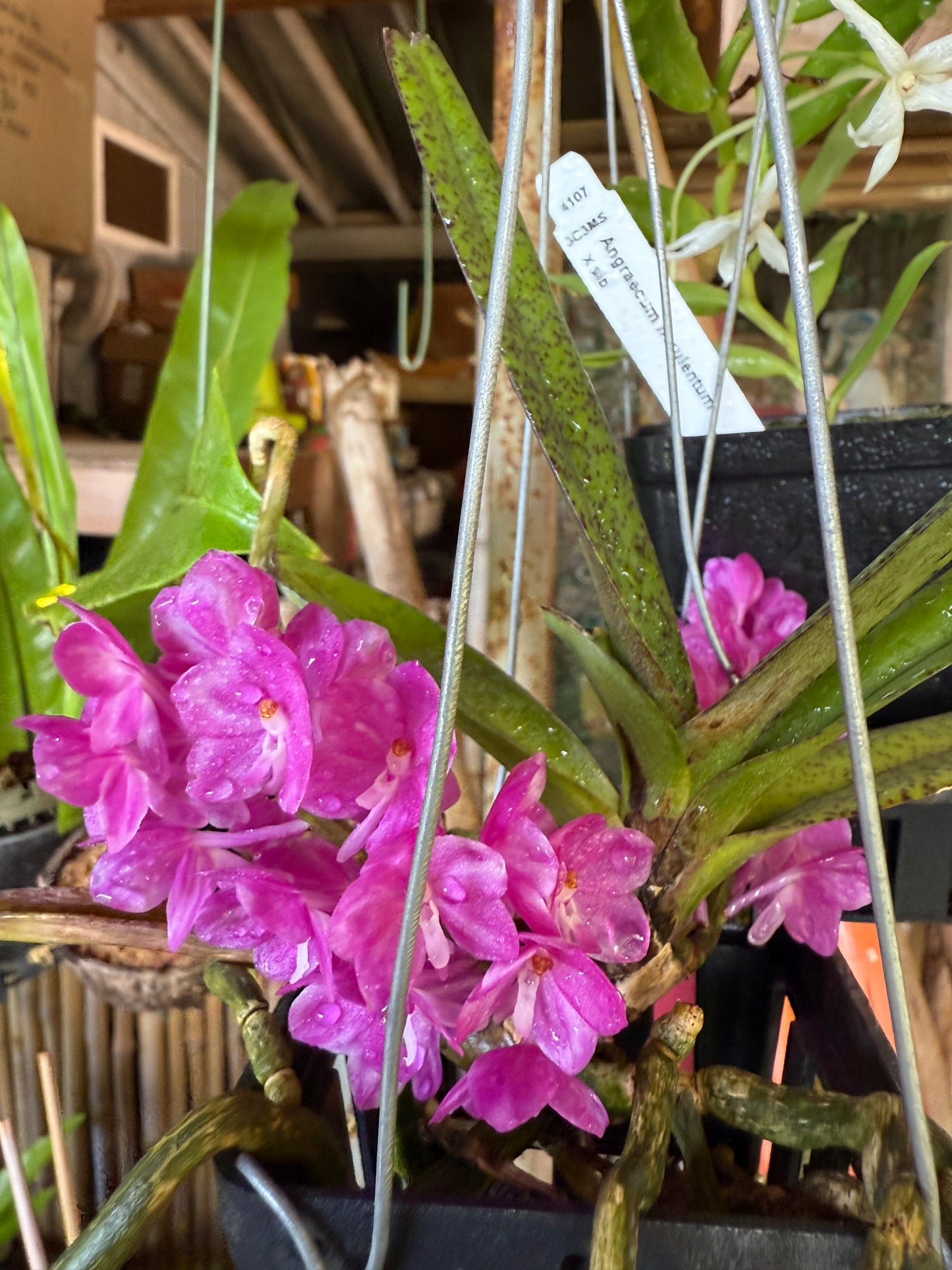 Ascocentrum ampullaceum 'Fuschia'