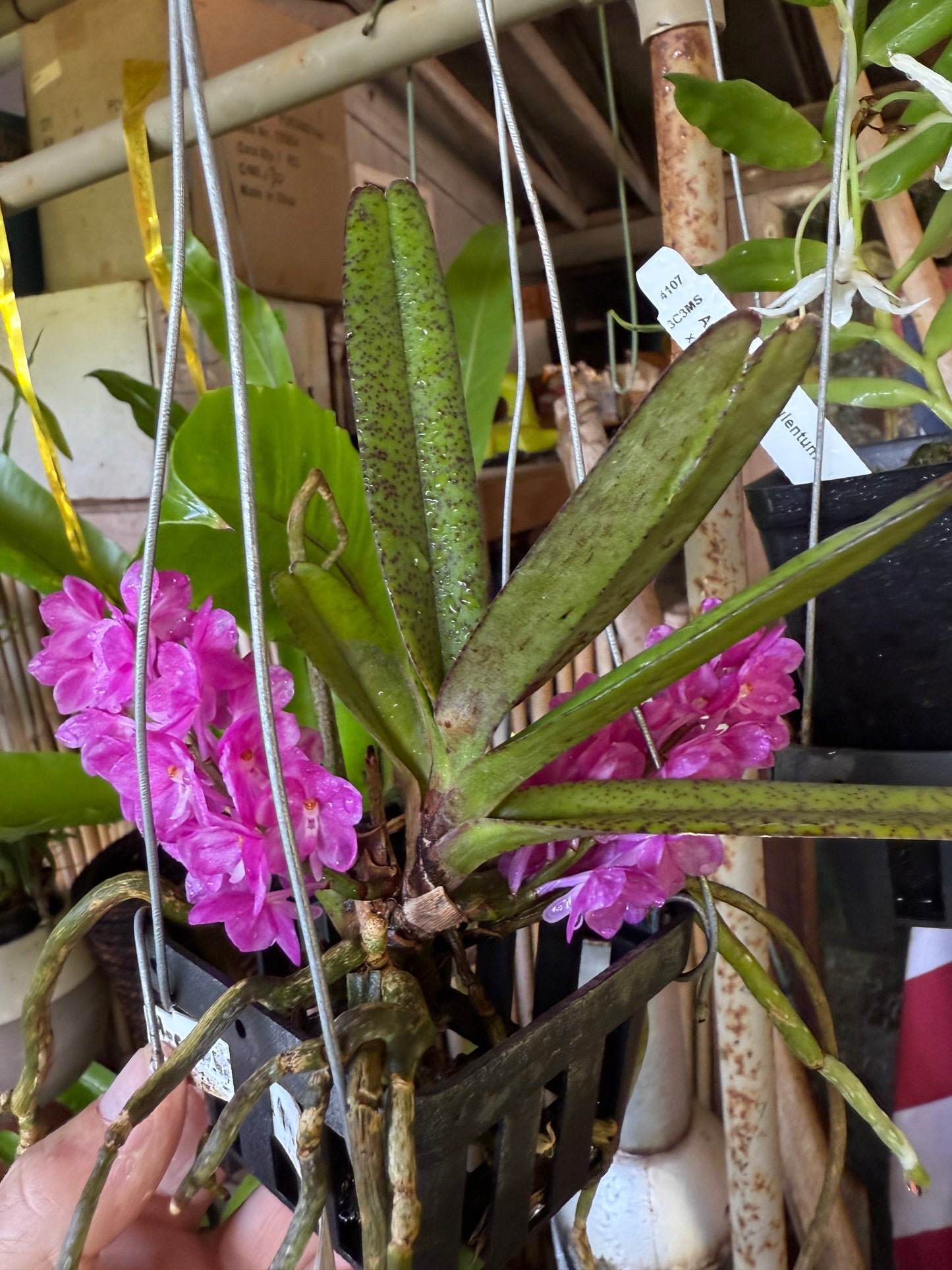 Ascocentrum ampullaceum 'Fuschia'