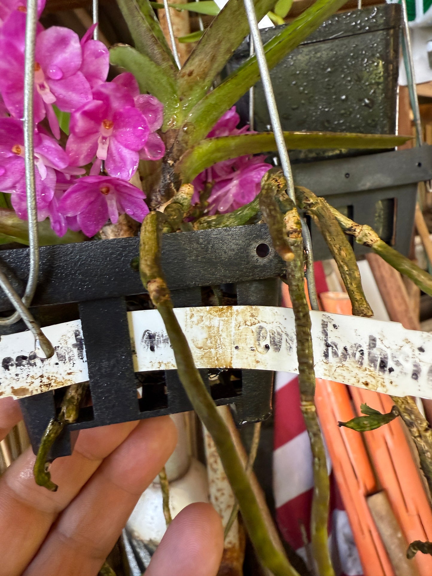 Ascocentrum ampullaceum 'Fuschia'