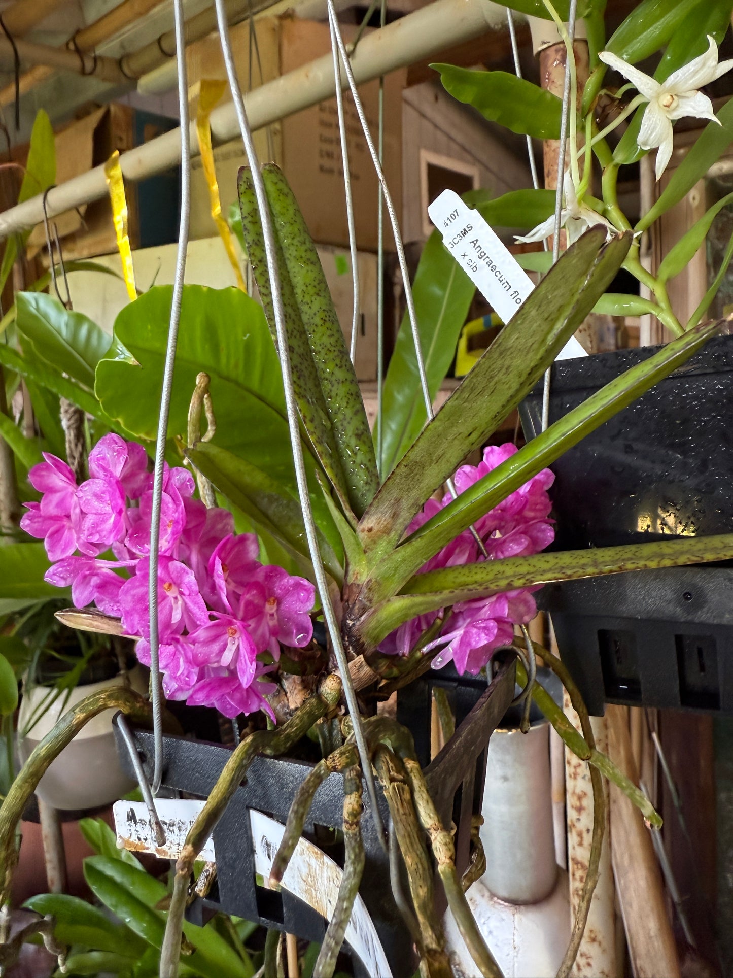 Ascocentrum ampullaceum 'Fuschia'