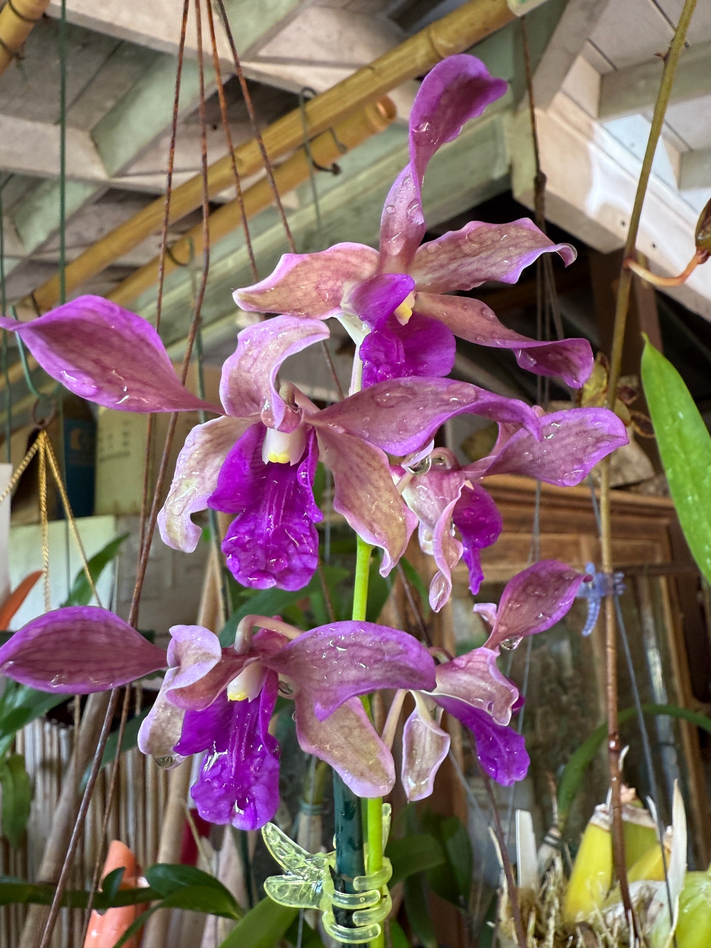Den. Firefly "Variegated leaves"