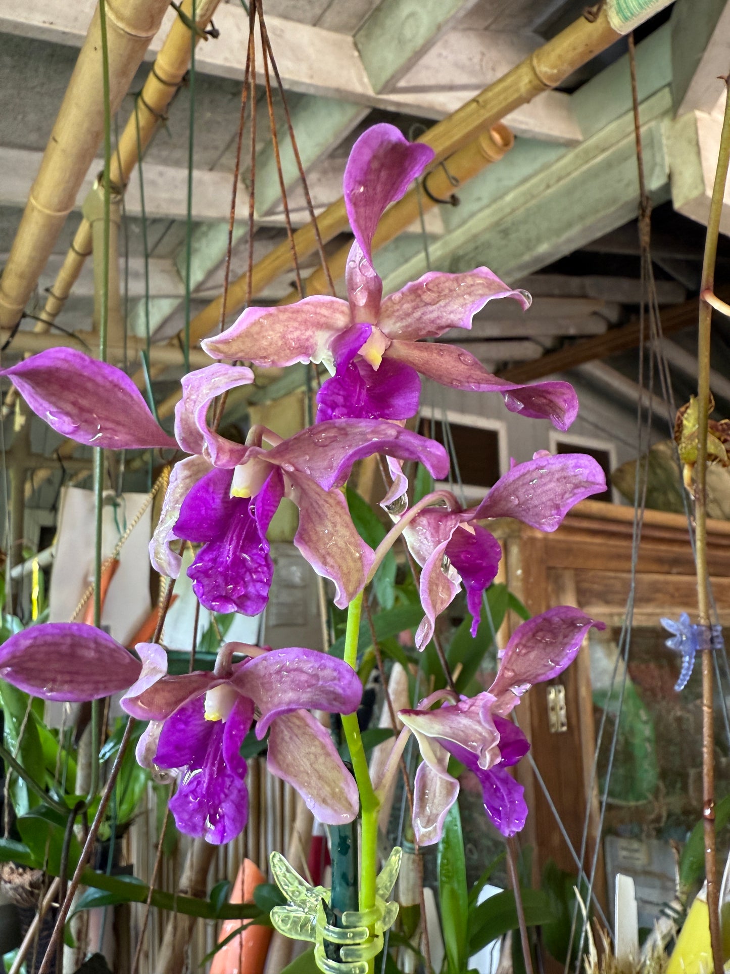 Den. Firefly "Variegated leaves"