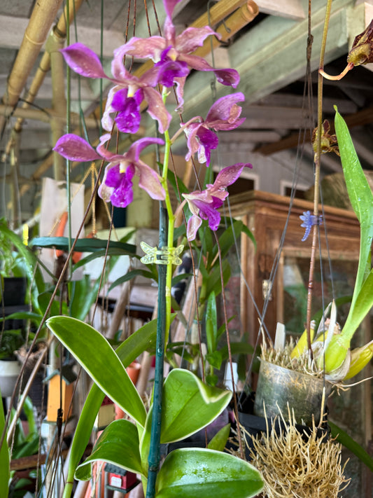 Den. Firefly "Variegated leaves"