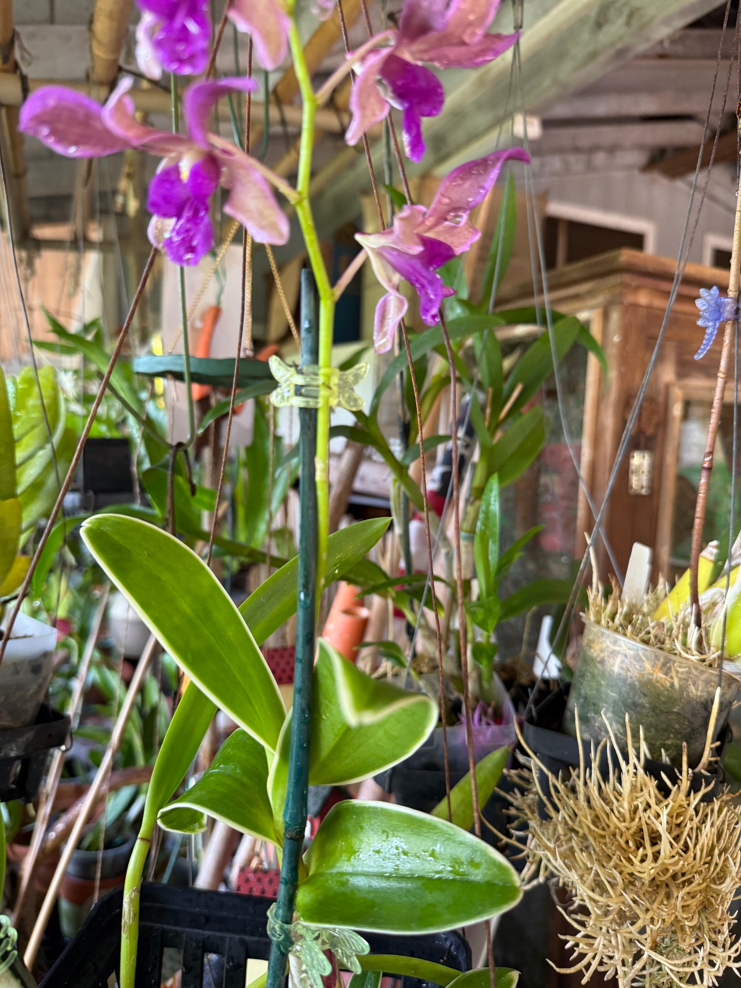 Den. Firefly "Variegated leaves"